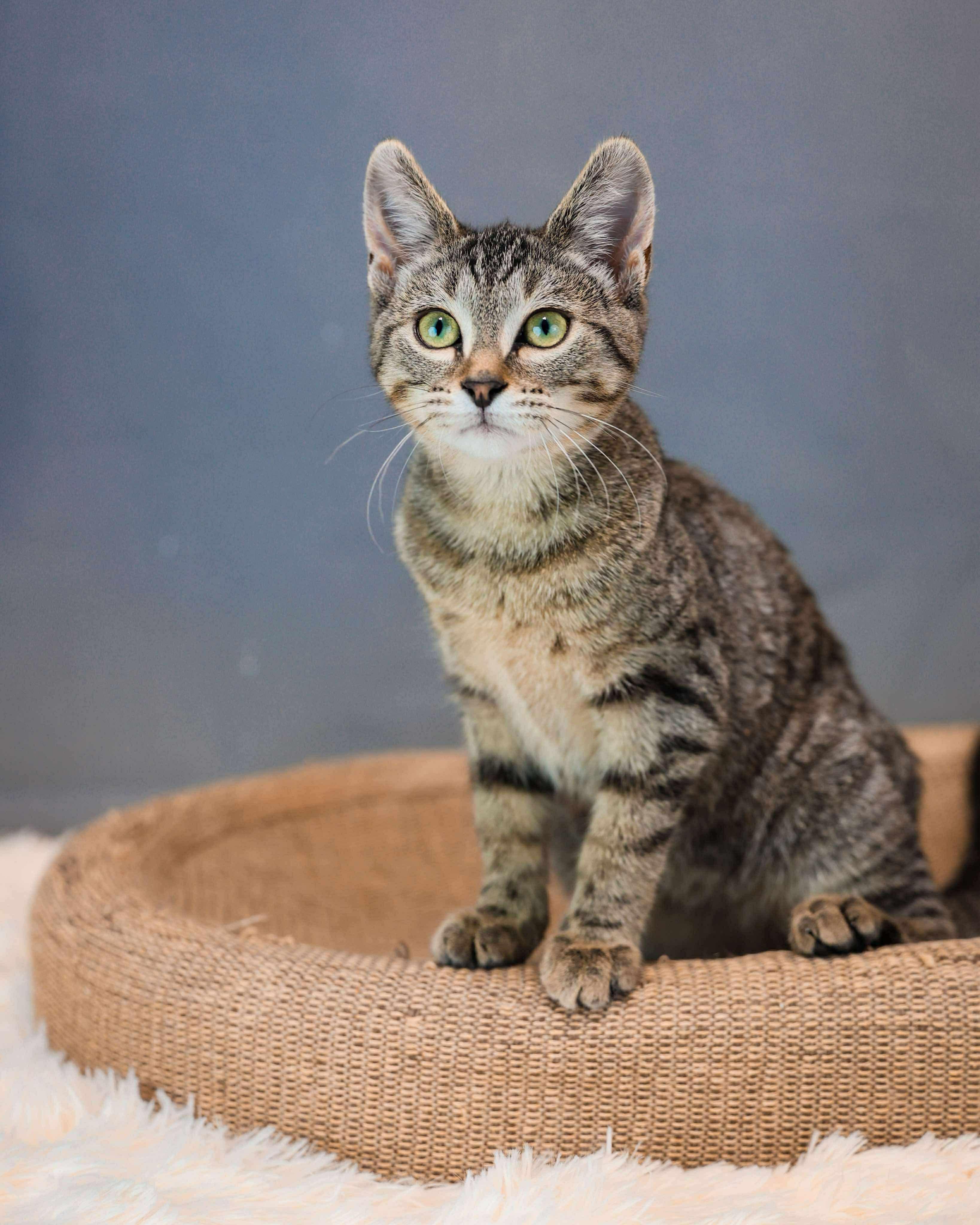 Freedom, Adoptable, Kitten Female Domestic Short Hair.
