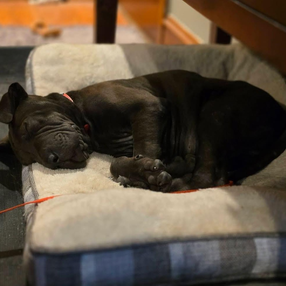 Enlarge GROUCHO (IN RHODE ISLAND), a Adoptable mixed breed in New York, NY image 2/5