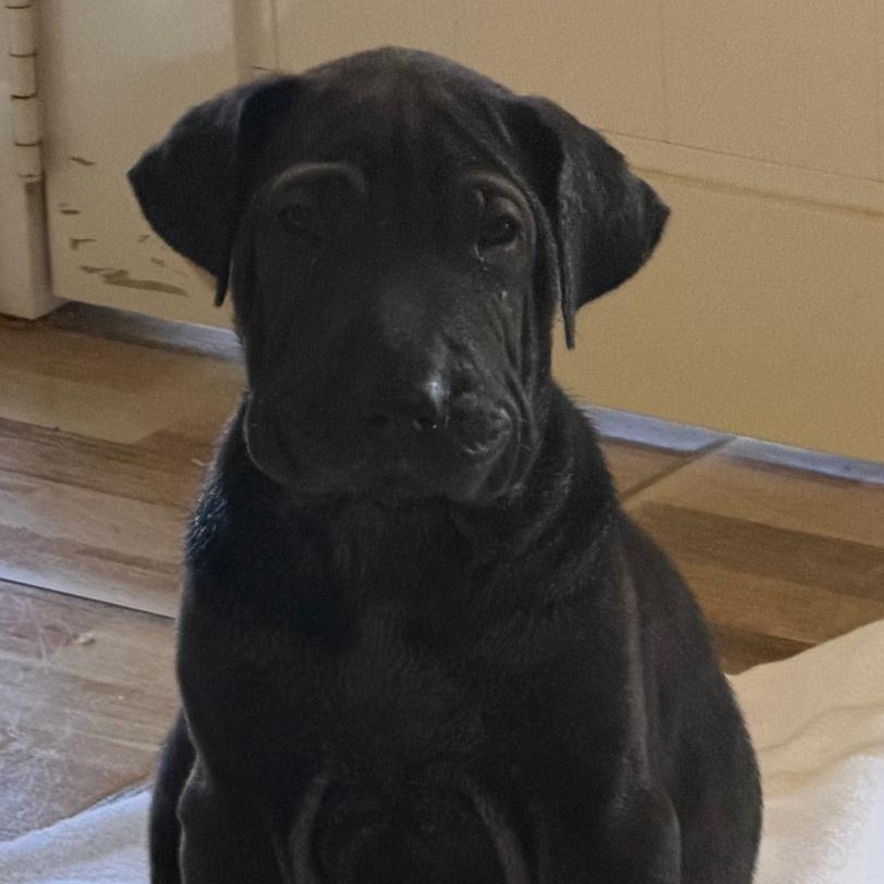 Enlarge GROUCHO (IN RHODE ISLAND), a Adoptable mixed breed in New York, NY image 5/5