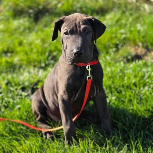 GROUCHO (IN RHODE ISLAND), Adoptable, Puppy Male Shar-Pei.
