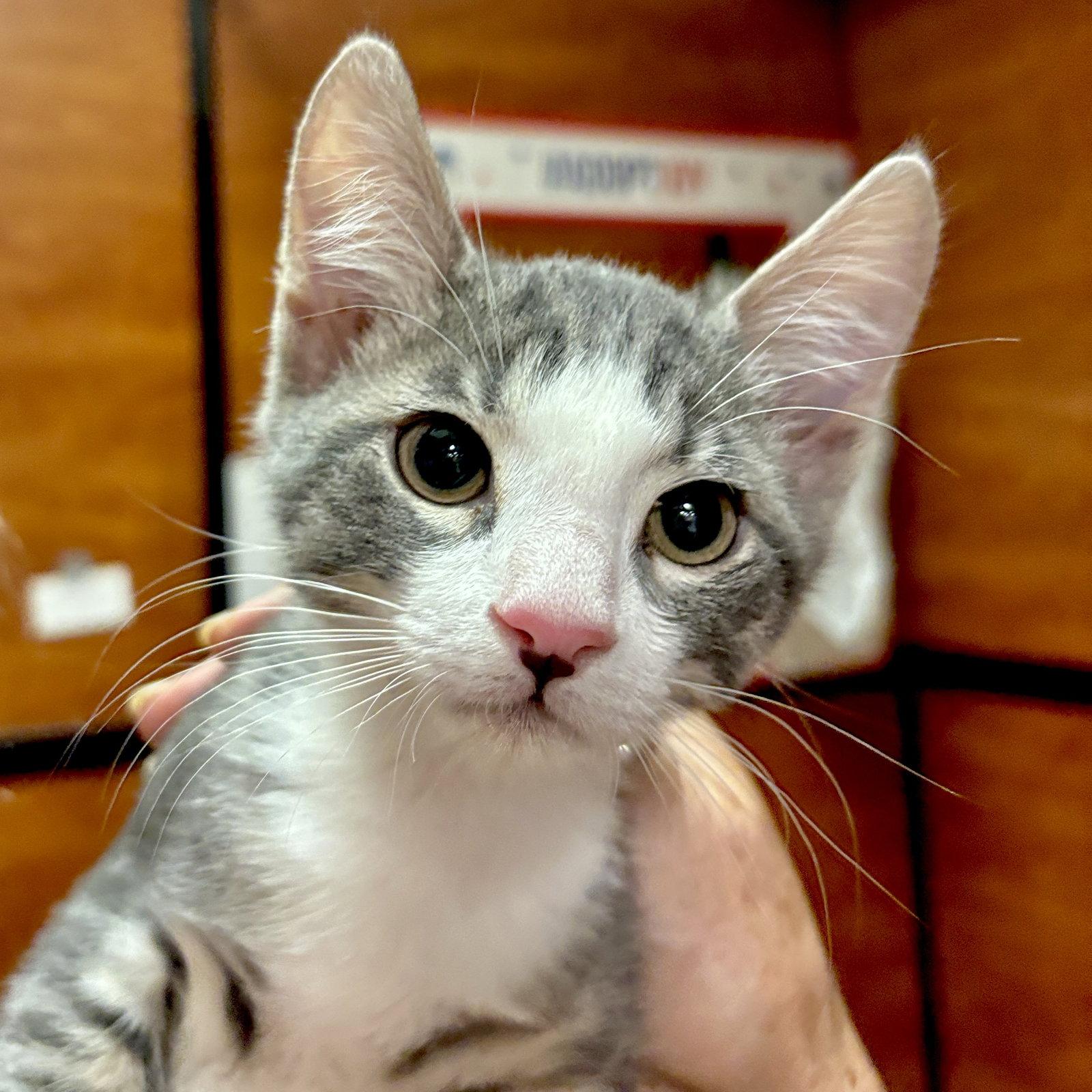 Enlarge Maddox, a Adopted Domestic Short Hair in Sonora, CA image 1/1