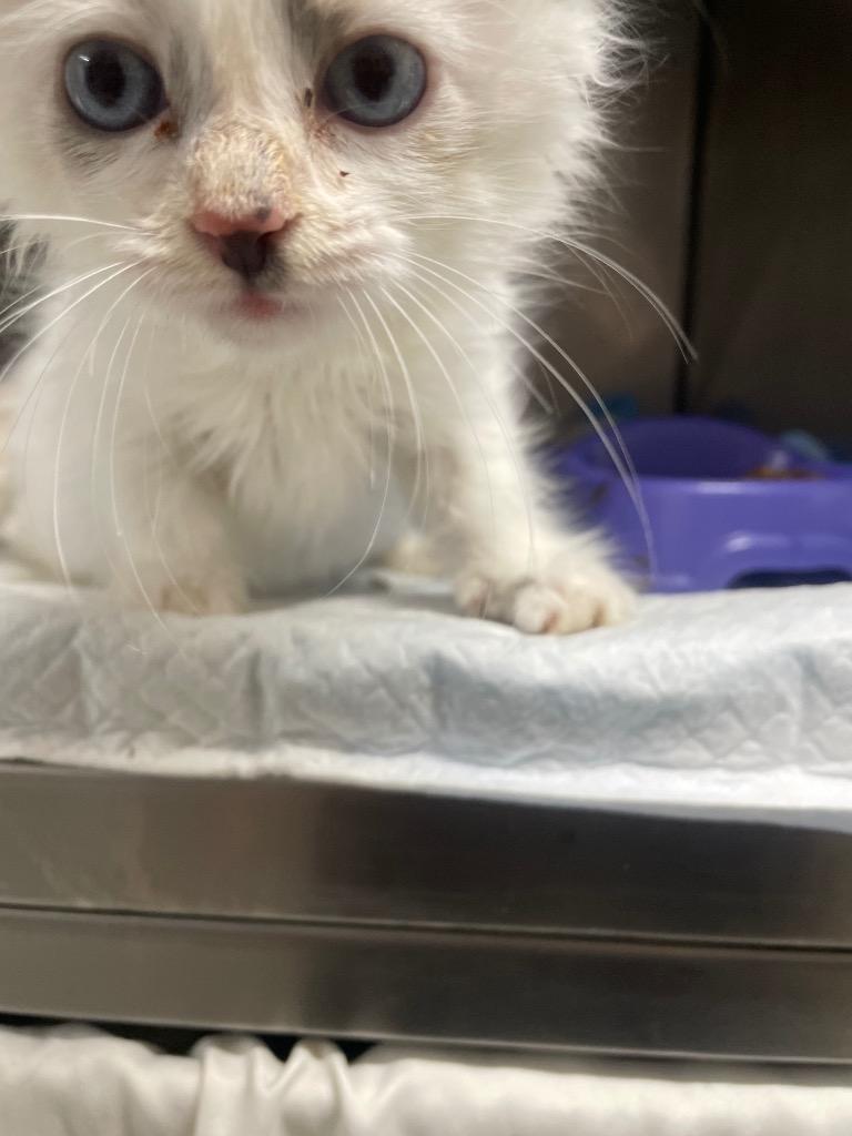 Fluff a nutter, Adoptable, Kitten Female Domestic Long Hair.