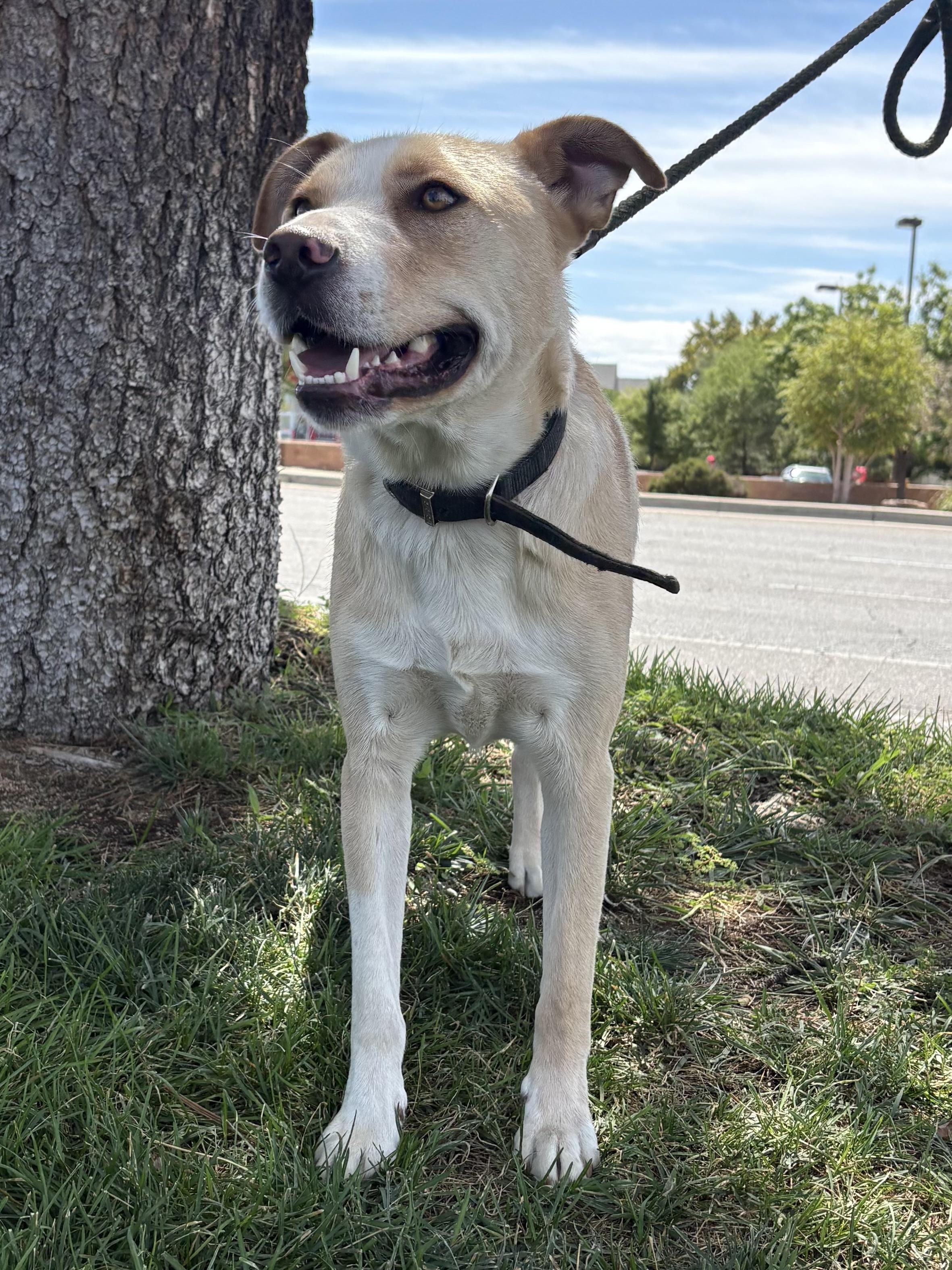 Enlarge Junior, a ADOPTABLE mixed breed in Albuquerque, NM image 2/4