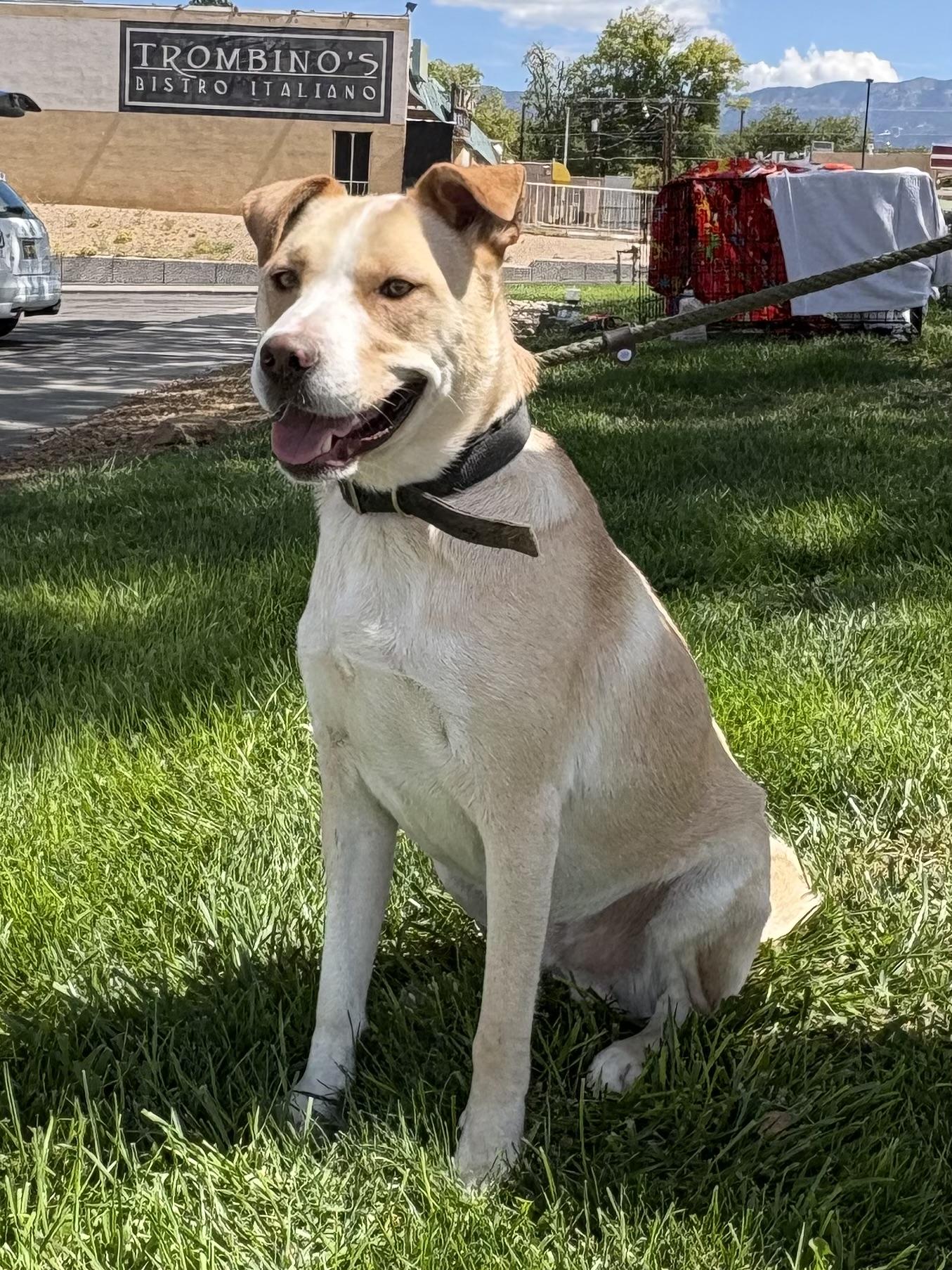 Junior, ADOPTABLE, Young Male Husky & American Staffordshire Terrier.