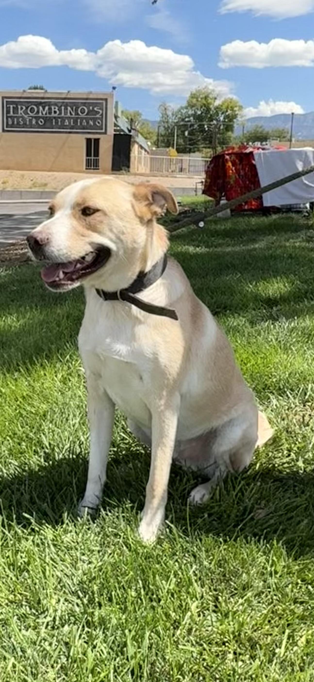 Enlarge Junior, a ADOPTABLE mixed breed in Albuquerque, NM image 4/4