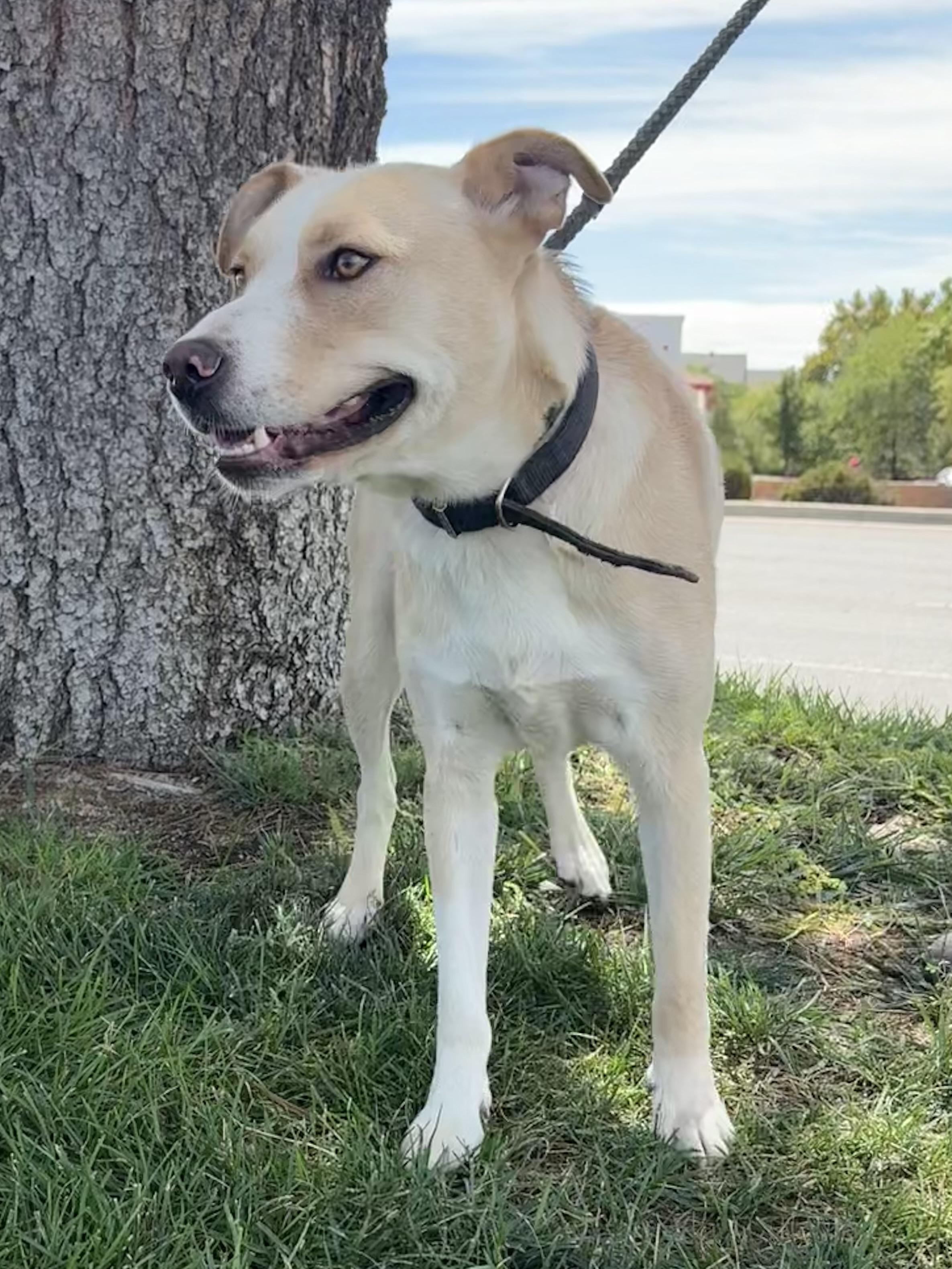 Enlarge Junior, a ADOPTABLE mixed breed in Albuquerque, NM image 3/4