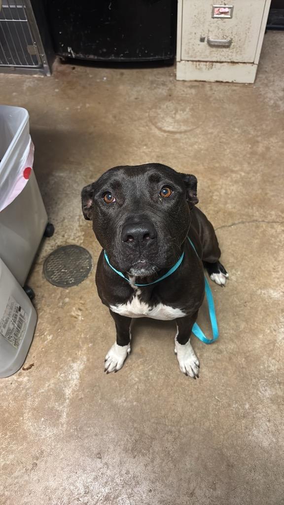 Mazie, Adoptable, Adult Female Terrier.