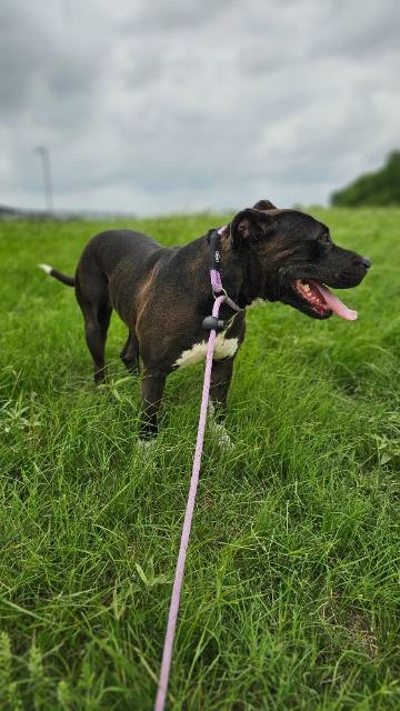 Mazie, a Adoptable mixed breed in New Braunfels, TX image 2/6