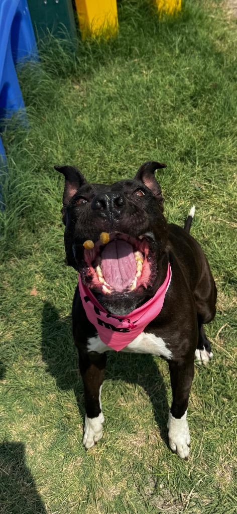 Mazie, a Adoptable mixed breed in New Braunfels, TX image 3/6
