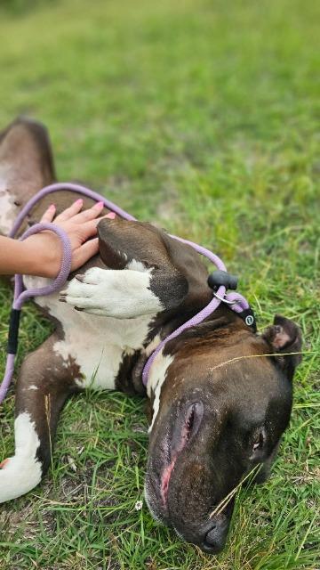 Mazie, a Adoptable mixed breed in New Braunfels, TX image 4/6