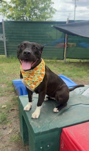 Mazie, a Adoptable mixed breed in New Braunfels, TX image 5/6