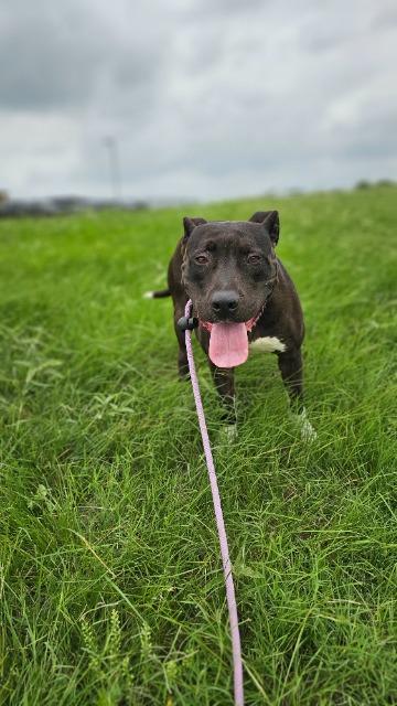 Mazie, a Adoptable mixed breed in New Braunfels, TX image 6/6