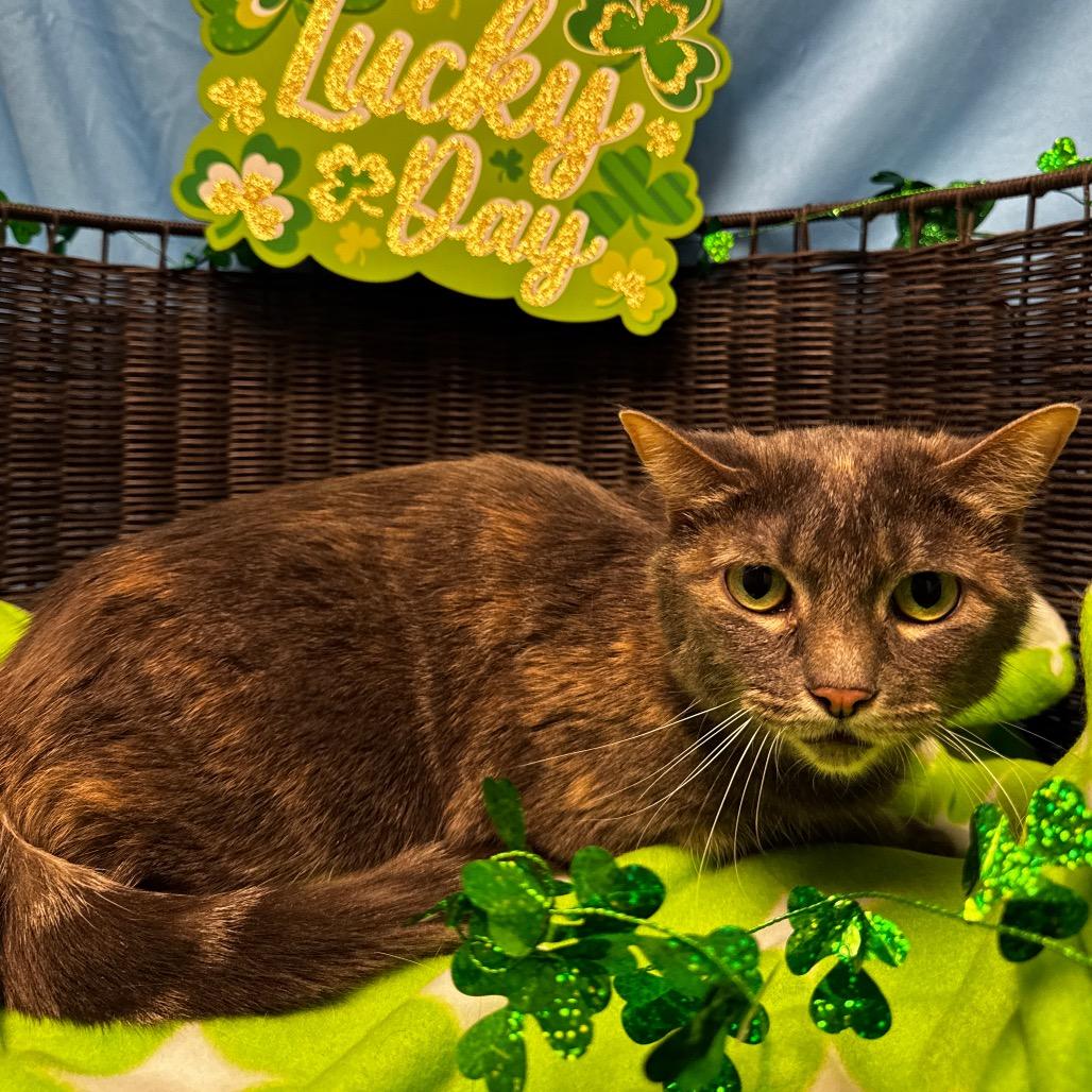 Norine — thumbnail 2