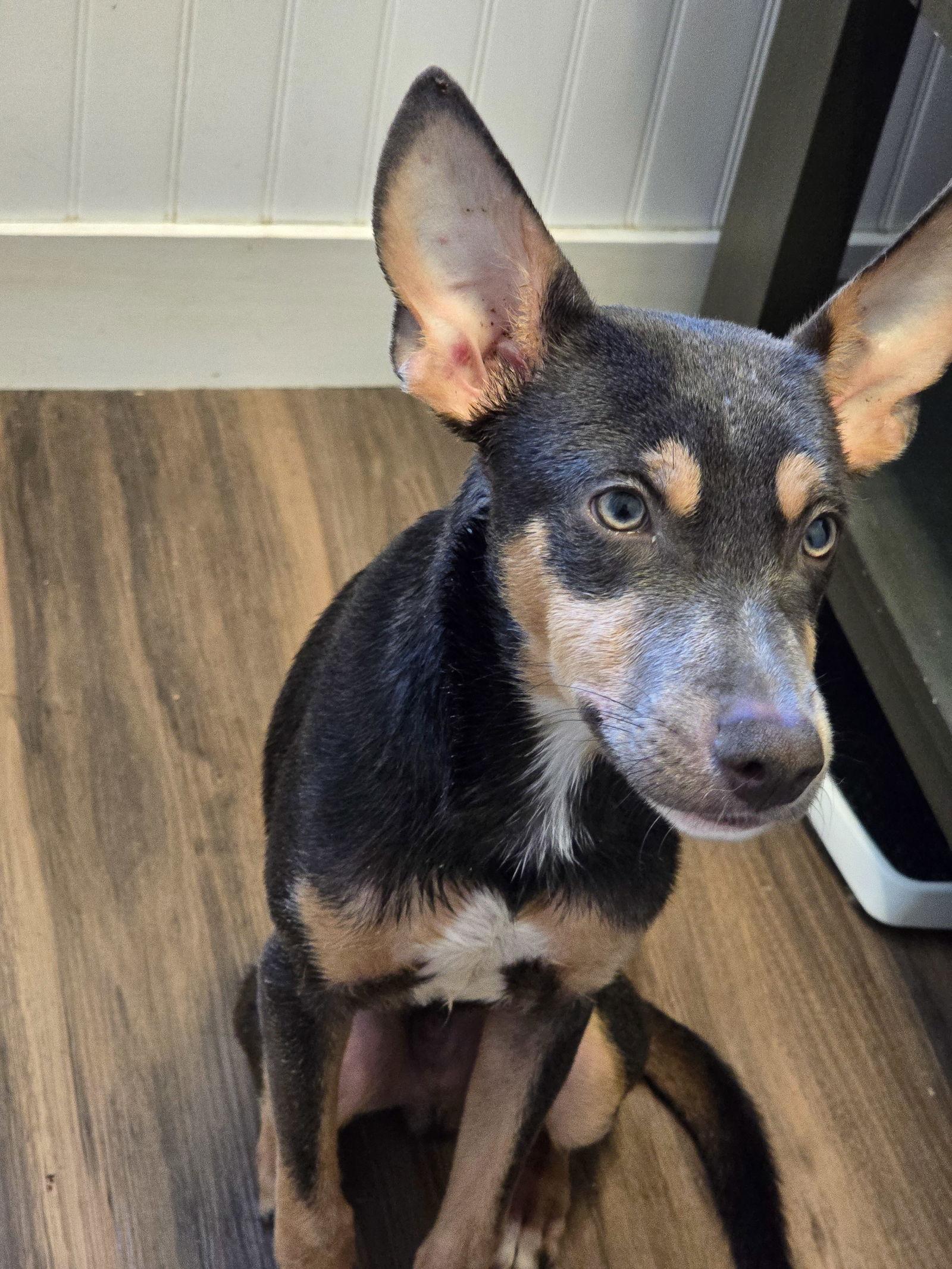 Ollie, Adoptable, Puppy Male Mixed Breed.