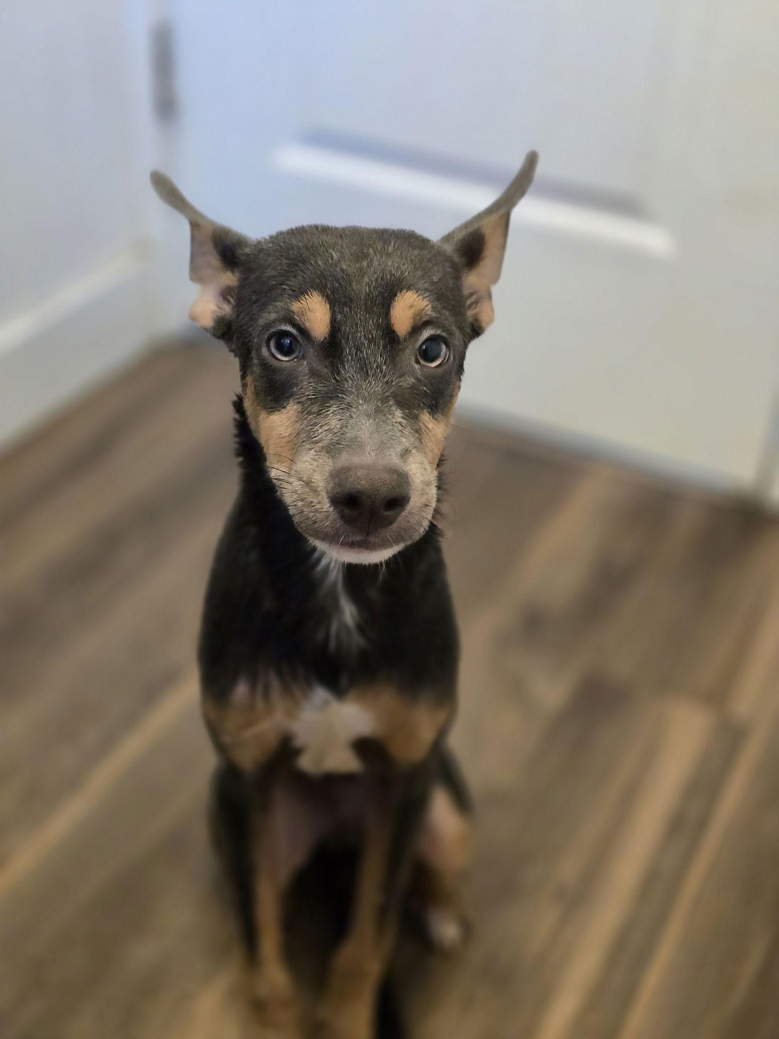 Enlarge Ollie, a Adoptable Mixed Breed in Morganville, NJ image 2/3