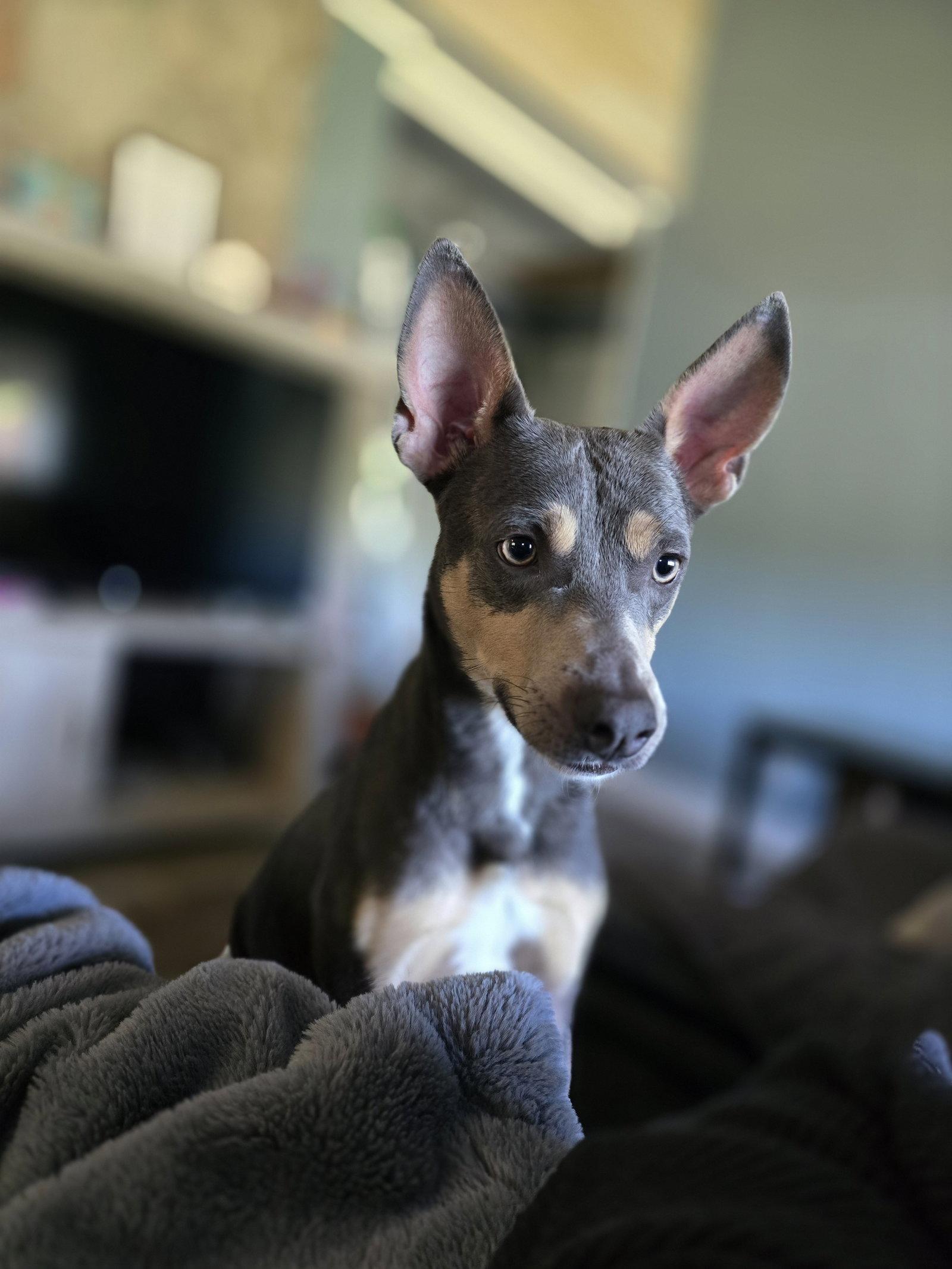 Enlarge Ollie, a Adoptable Mixed Breed in Morganville, NJ image 2/3