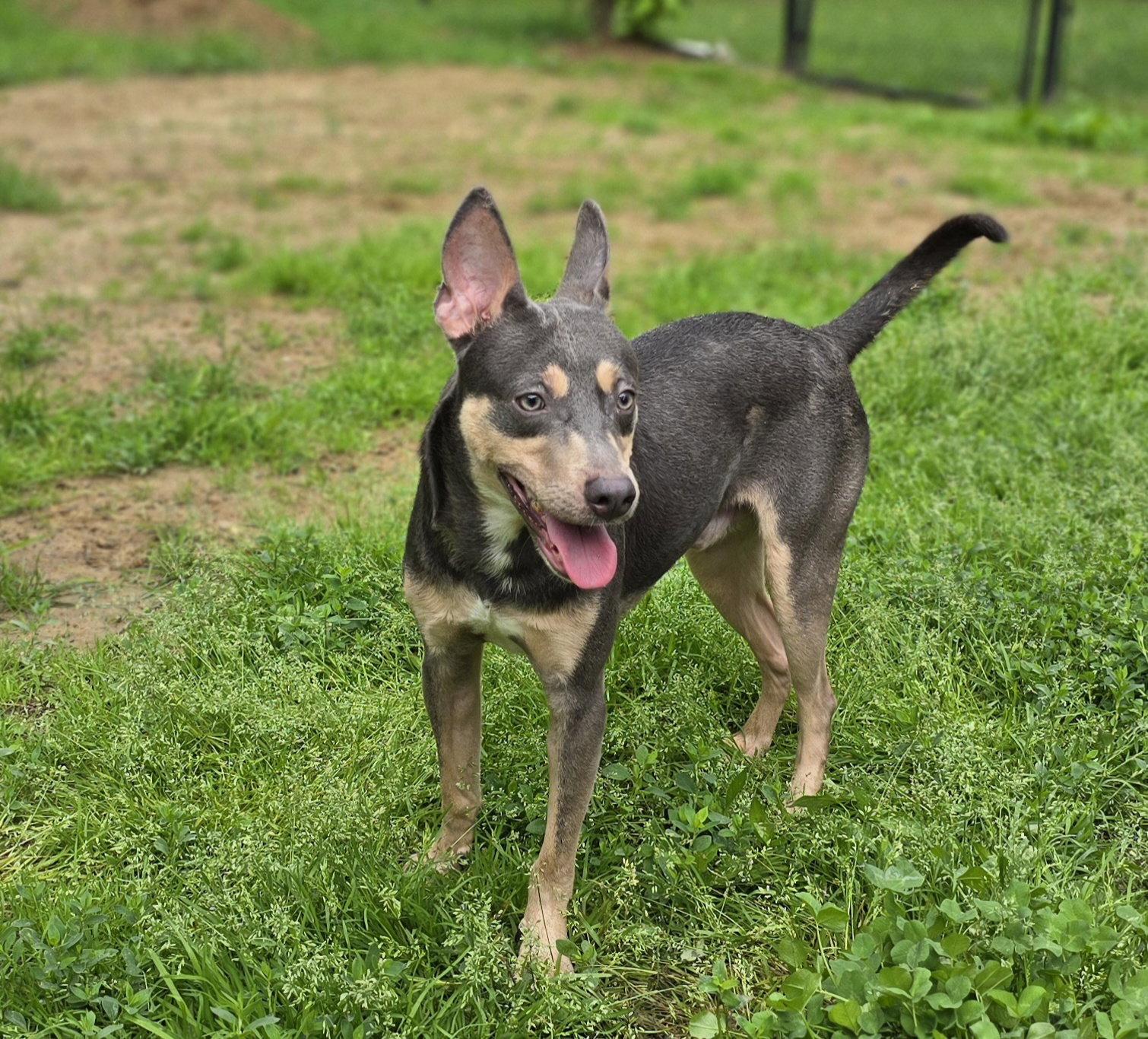 Enlarge Ollie, a Adoptable Mixed Breed in Morganville, NJ image 2/3