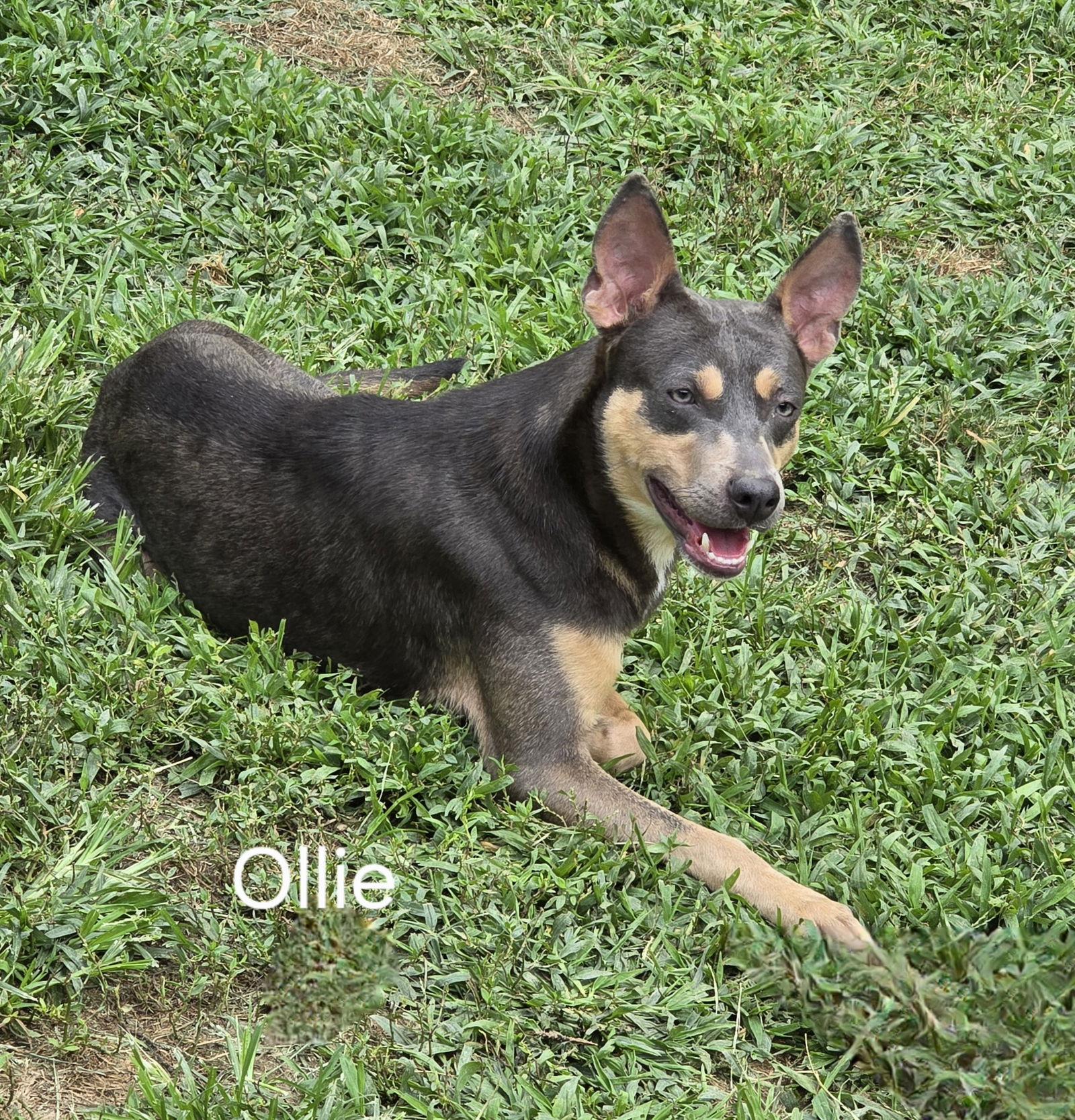 Enlarge Ollie, a Adoptable Mixed Breed in Morganville, NJ image 3/3