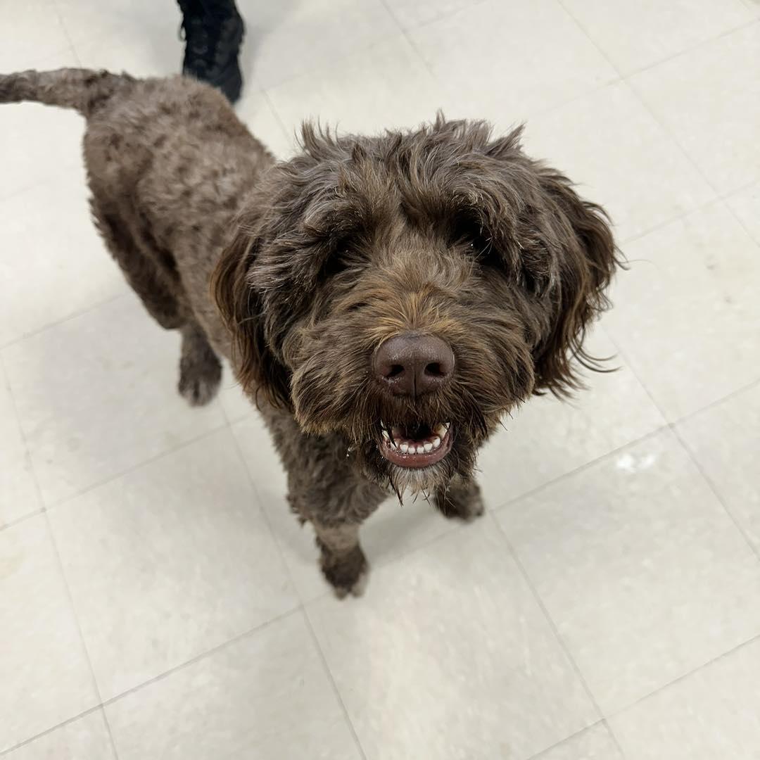 Abby, Adoptable, Adult Female Portuguese Water Dog.