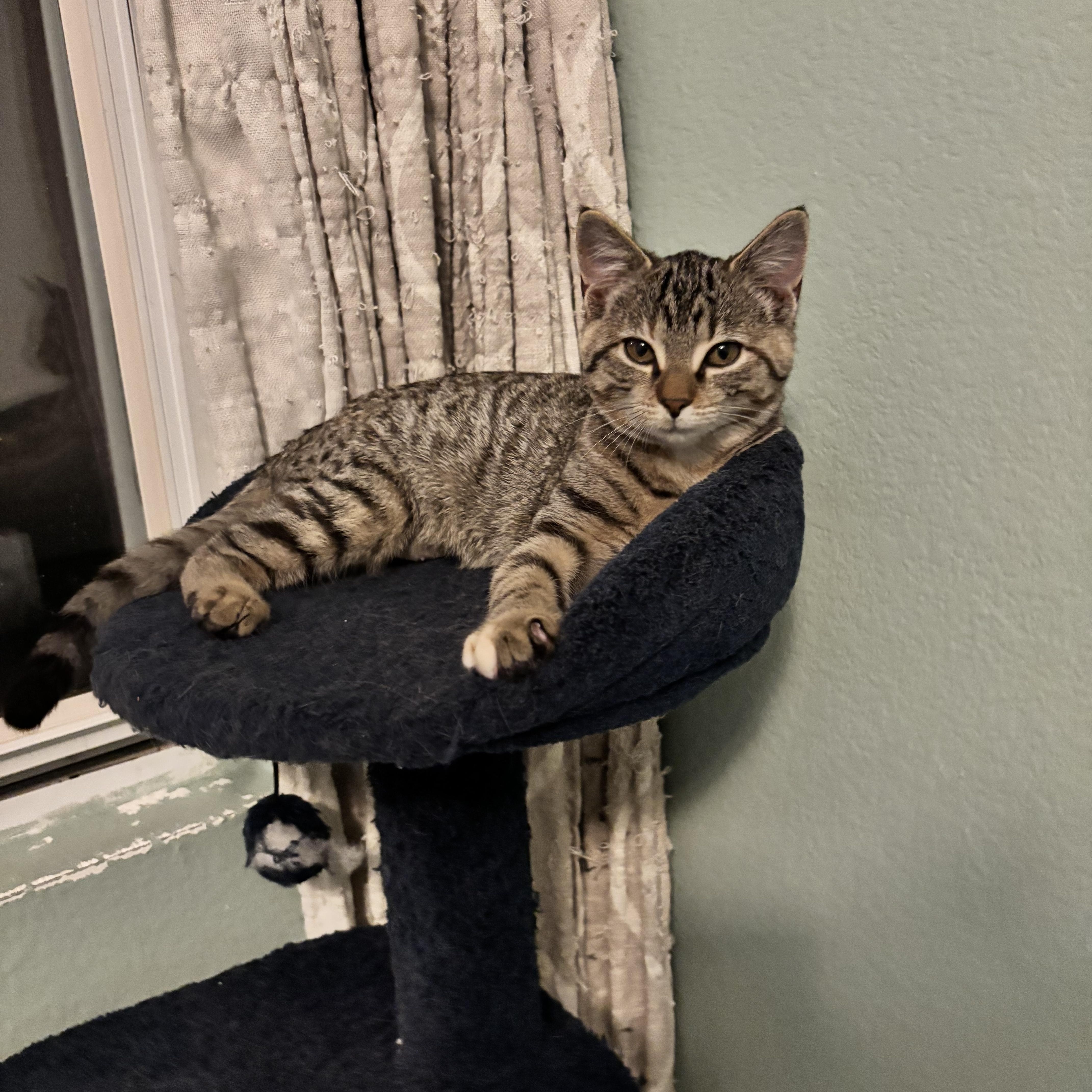 Enlarge SPOTS - SMALL CAT, BIG PURR, LENGENDARY ZOOMIES, a Adoptable Domestic Short Hair in Plano, TX image 2/6