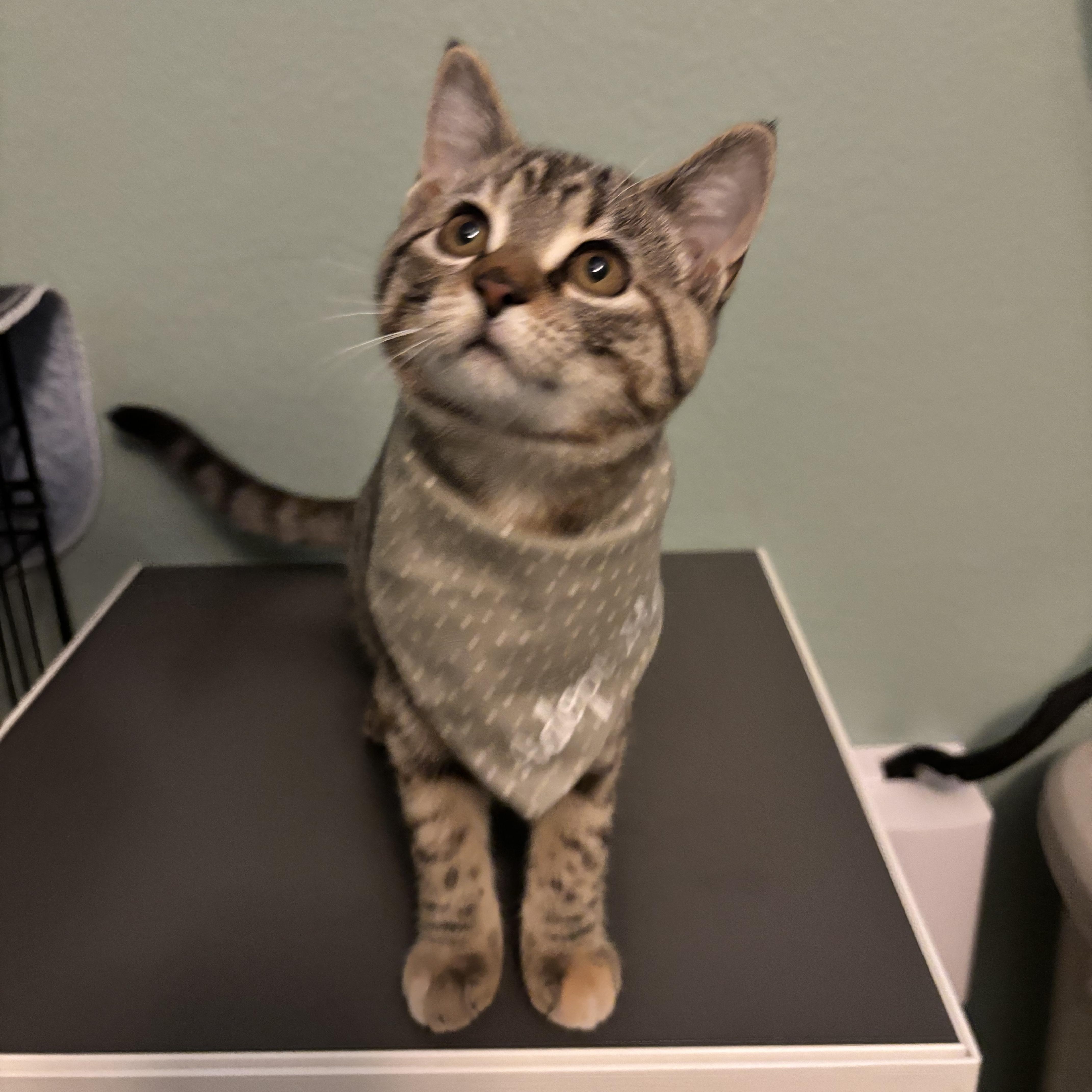 Enlarge SPOTS - SMALL CAT, BIG PURR, LENGENDARY ZOOMIES, a Adoptable Domestic Short Hair in Plano, TX image 3/6