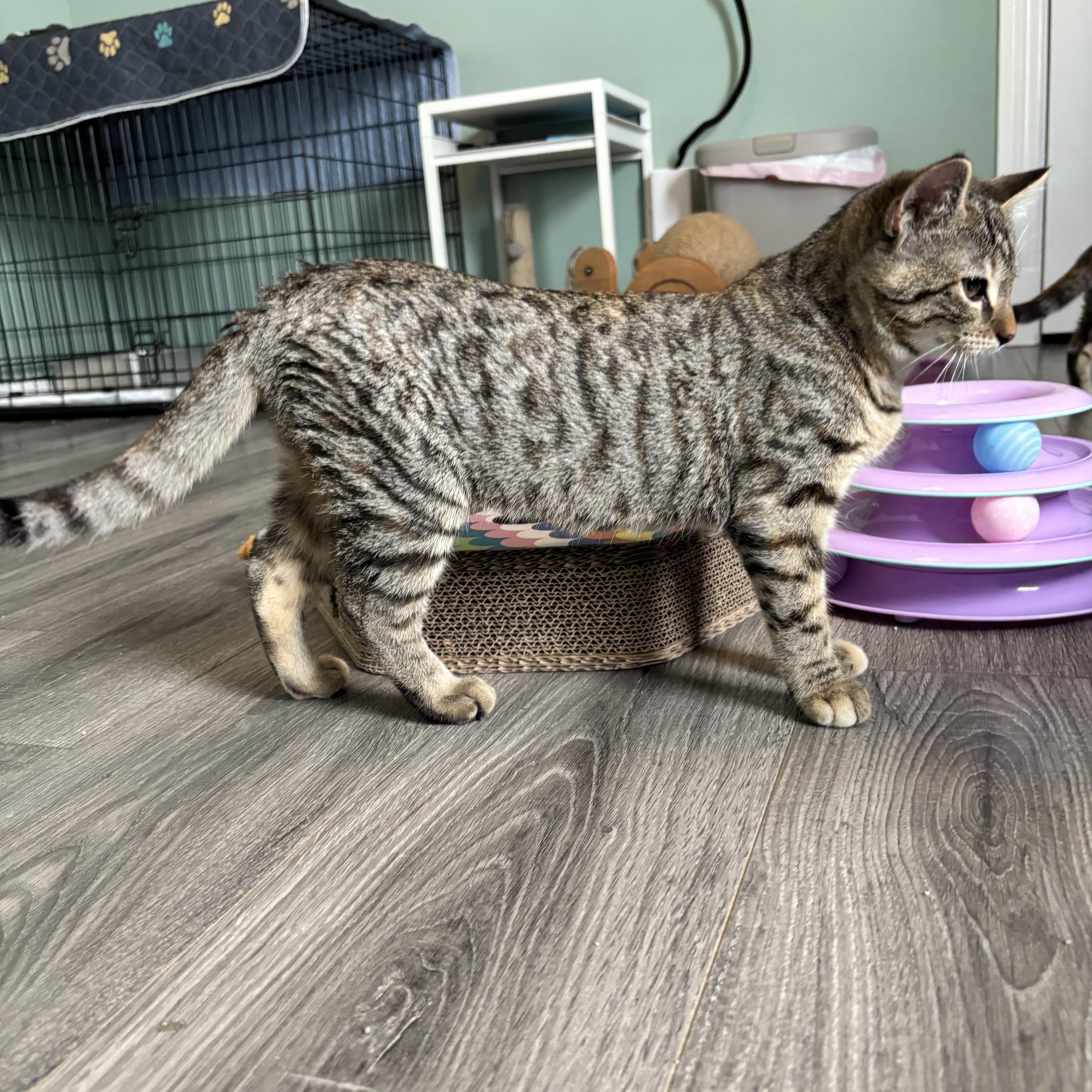 Enlarge SPOTS - SMALL CAT, BIG PURR, LENGENDARY ZOOMIES, a Adoptable Domestic Short Hair in Plano, TX image 6/6