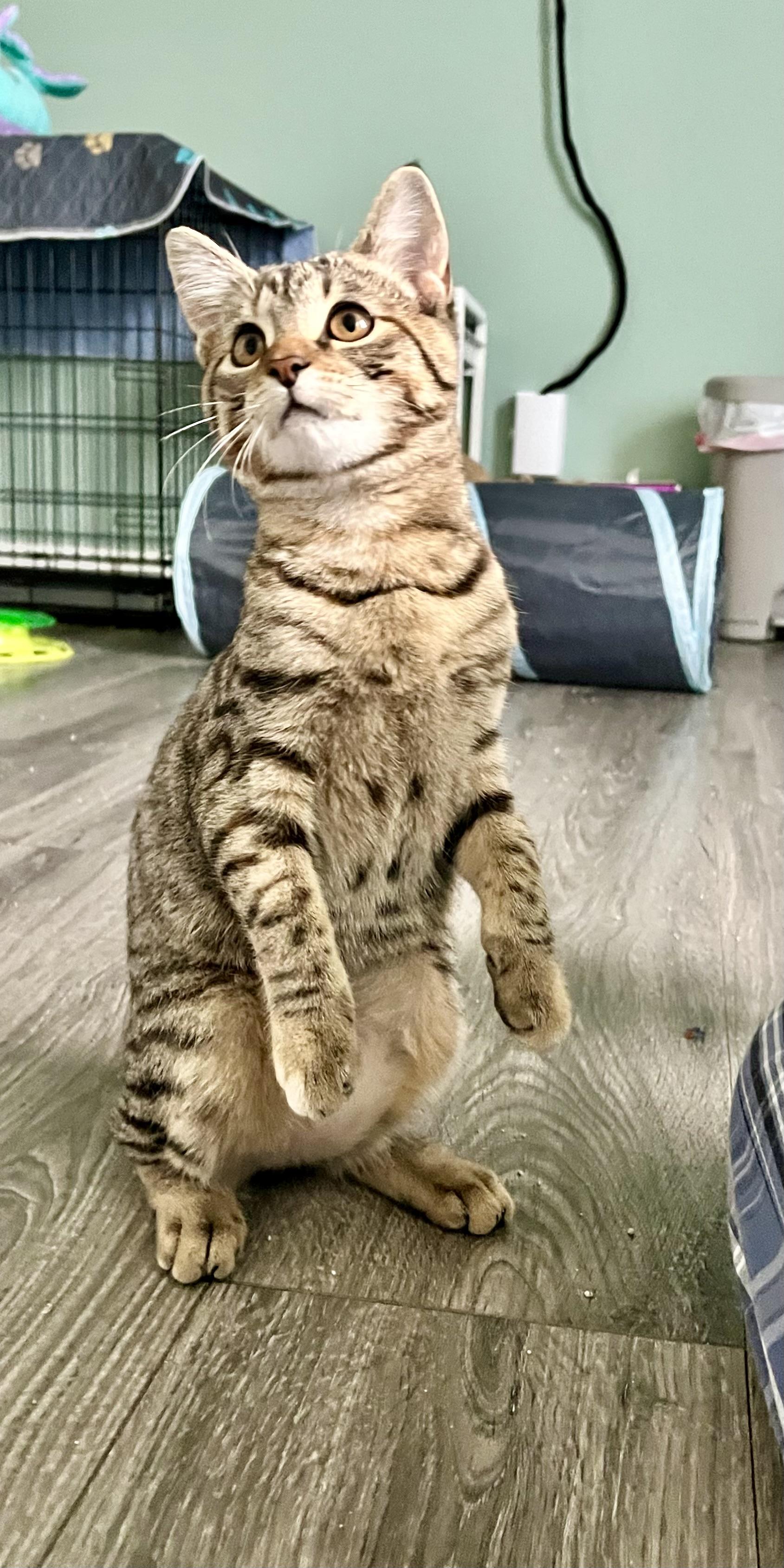 Enlarge SPOTS - SMALL CAT, BIG PURR, LENGENDARY ZOOMIES, a Adoptable Domestic Short Hair in Plano, TX image 1/6