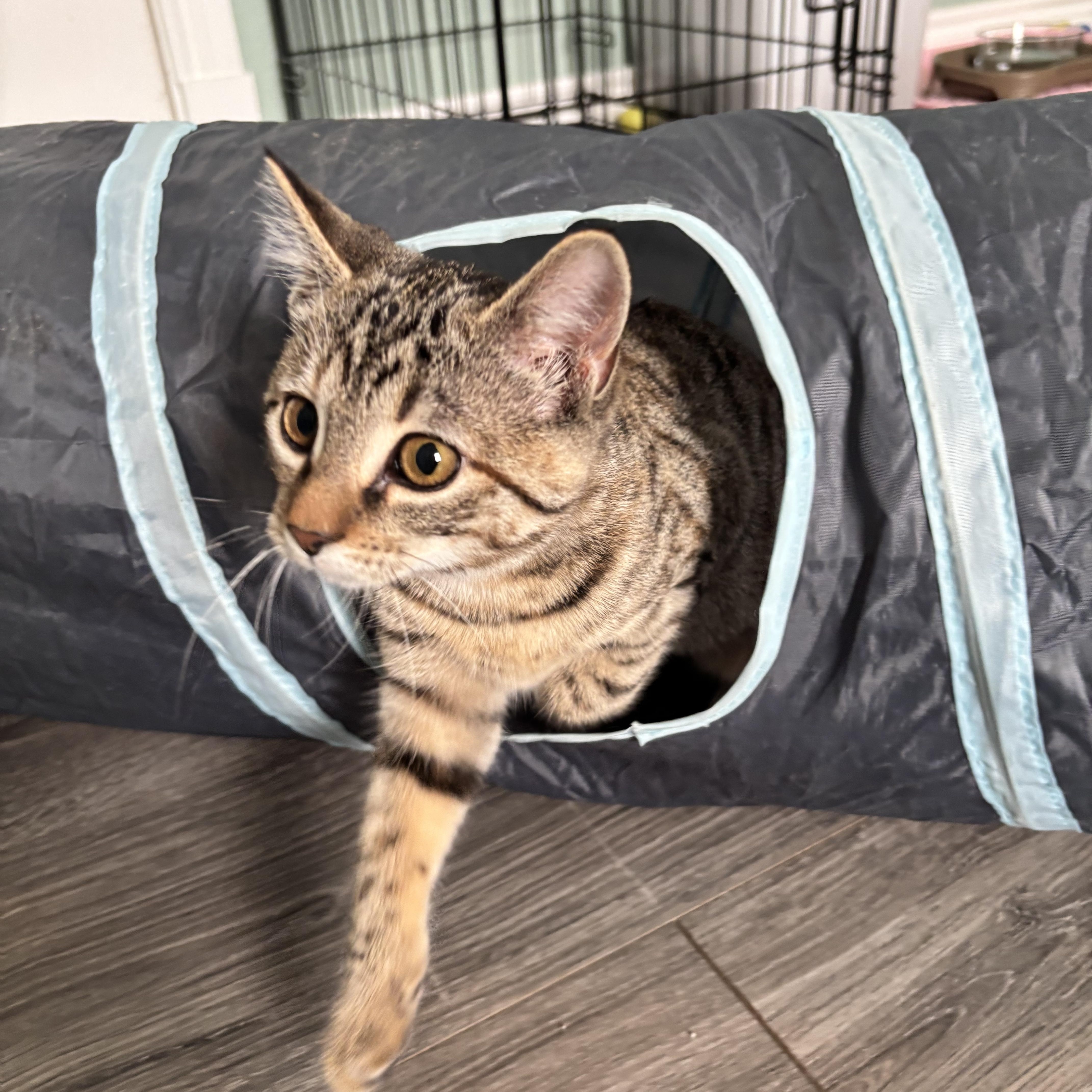 Enlarge SPOTS - SMALL CAT, BIG PURR, LENGENDARY ZOOMIES, a Adoptable Domestic Short Hair in Plano, TX image 5/6