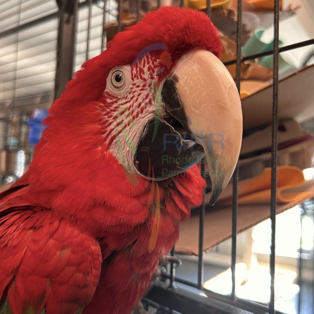 Merlin, Adopted, Adult Male Macaw.
