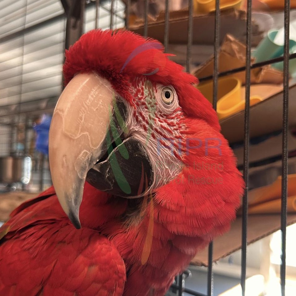 Enlarge Merlin, a Adopted Macaw in Warwick, RI image 2/6