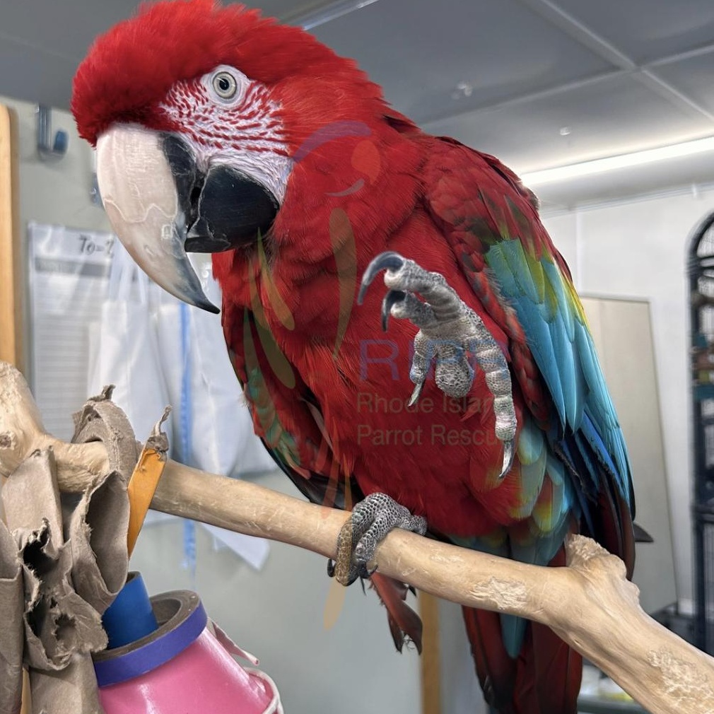 Enlarge Merlin, a Adopted Macaw in Warwick, RI image 3/6