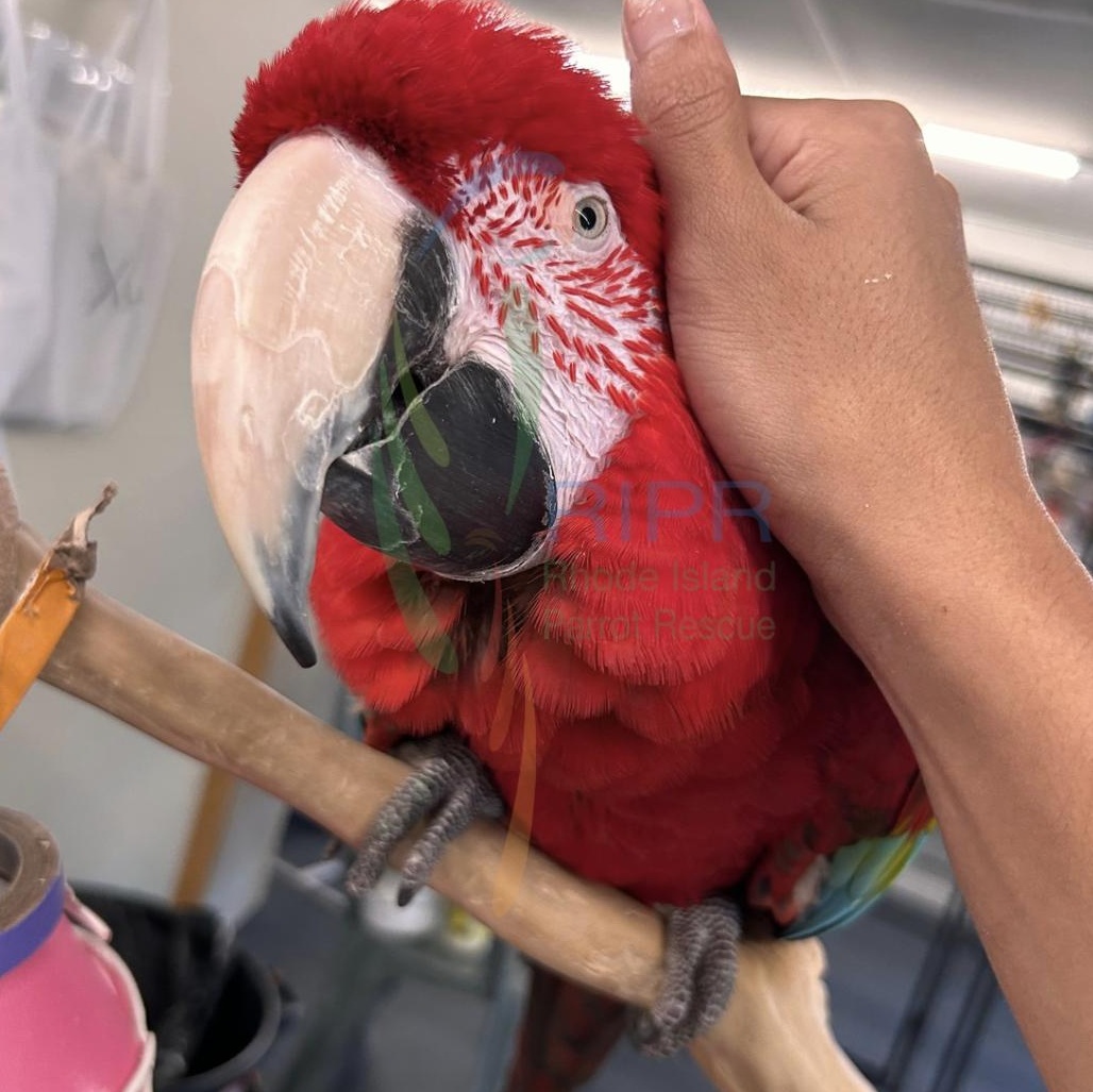 Enlarge Merlin, a Adopted Macaw in Warwick, RI image 4/6