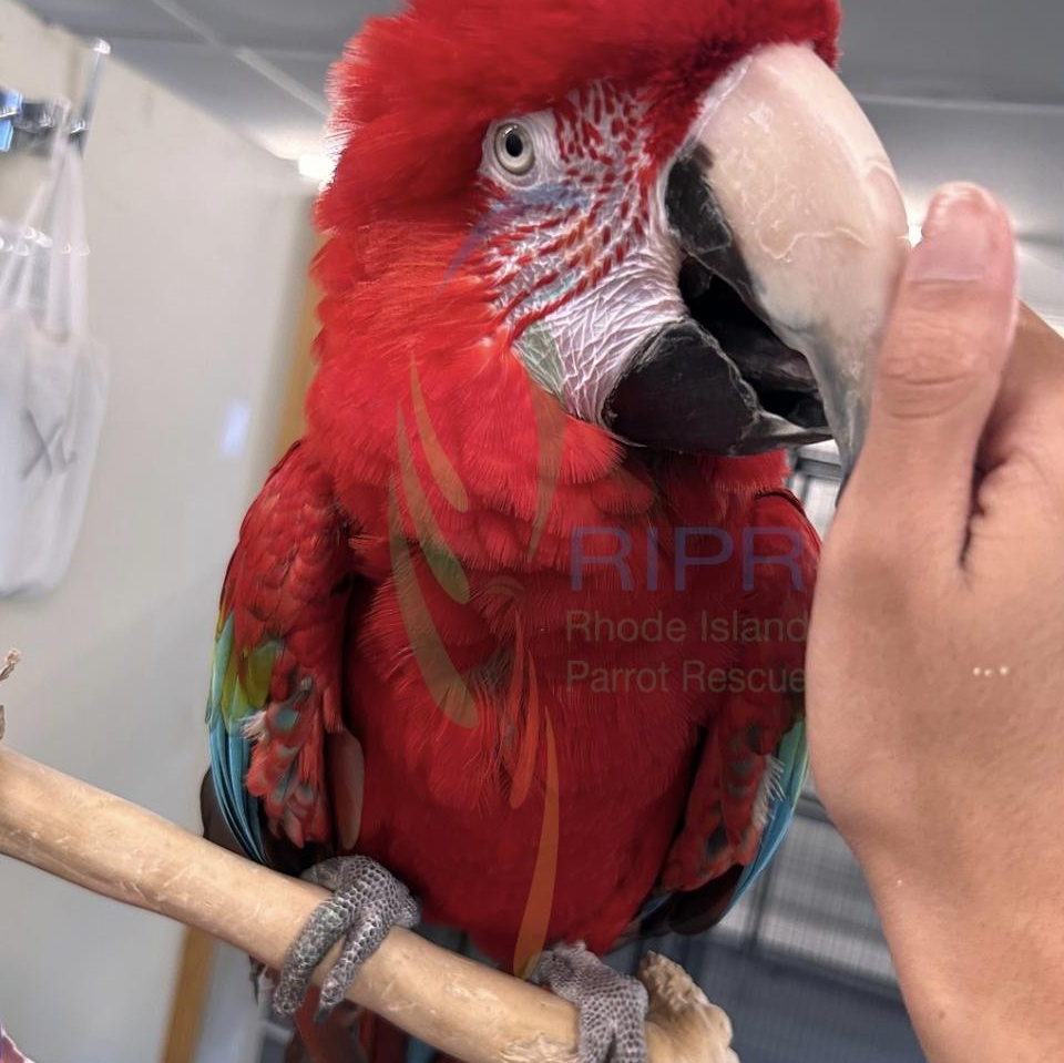 Enlarge Merlin, a Adopted Macaw in Warwick, RI image 5/6
