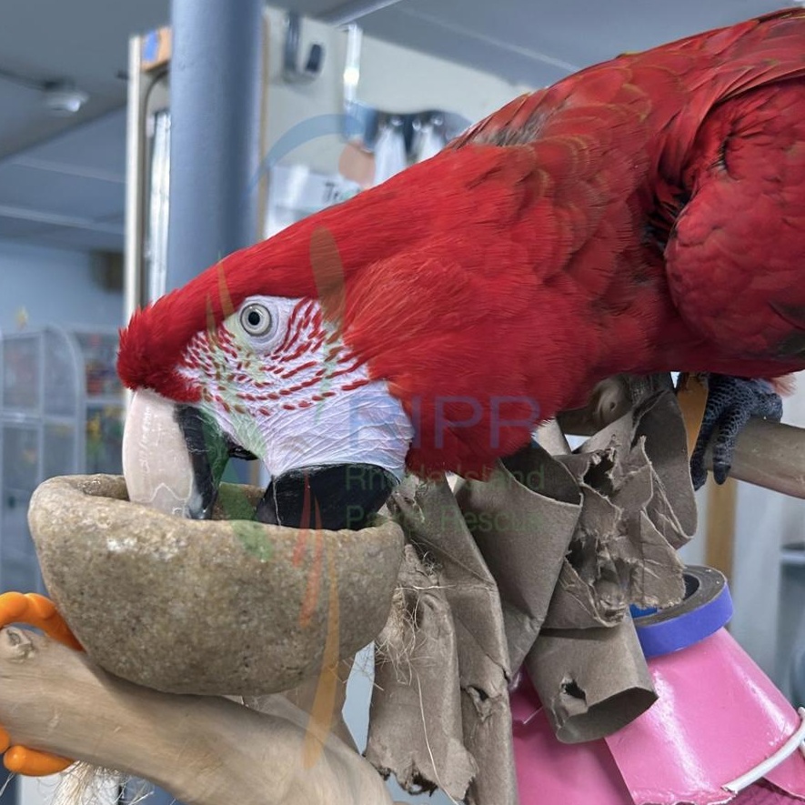 Enlarge Merlin, a Adopted Macaw in Warwick, RI image 6/6