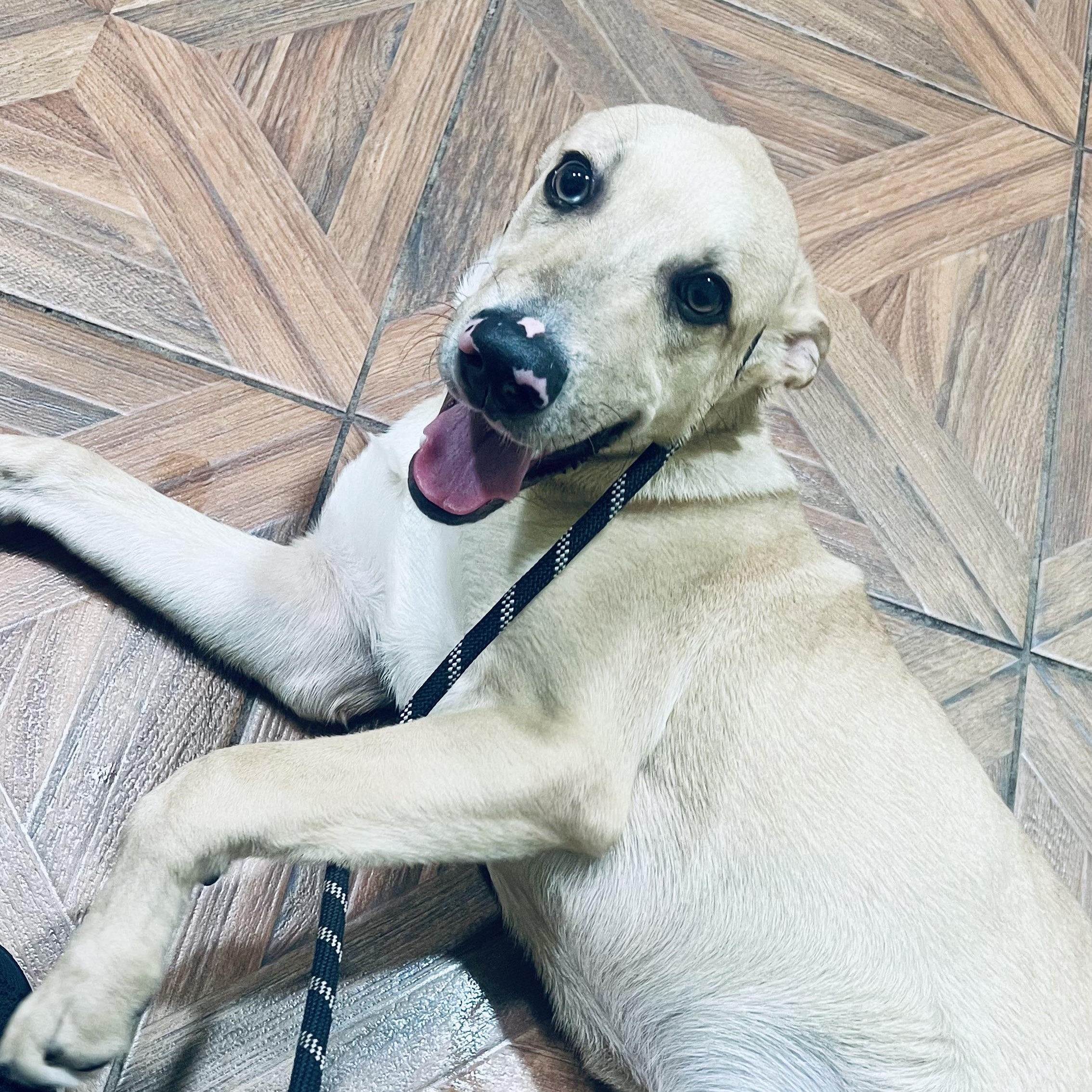 Enlarge Milo! Sweet and docile!, an adopted Labrador Retriever in Milford , NH image 3/5