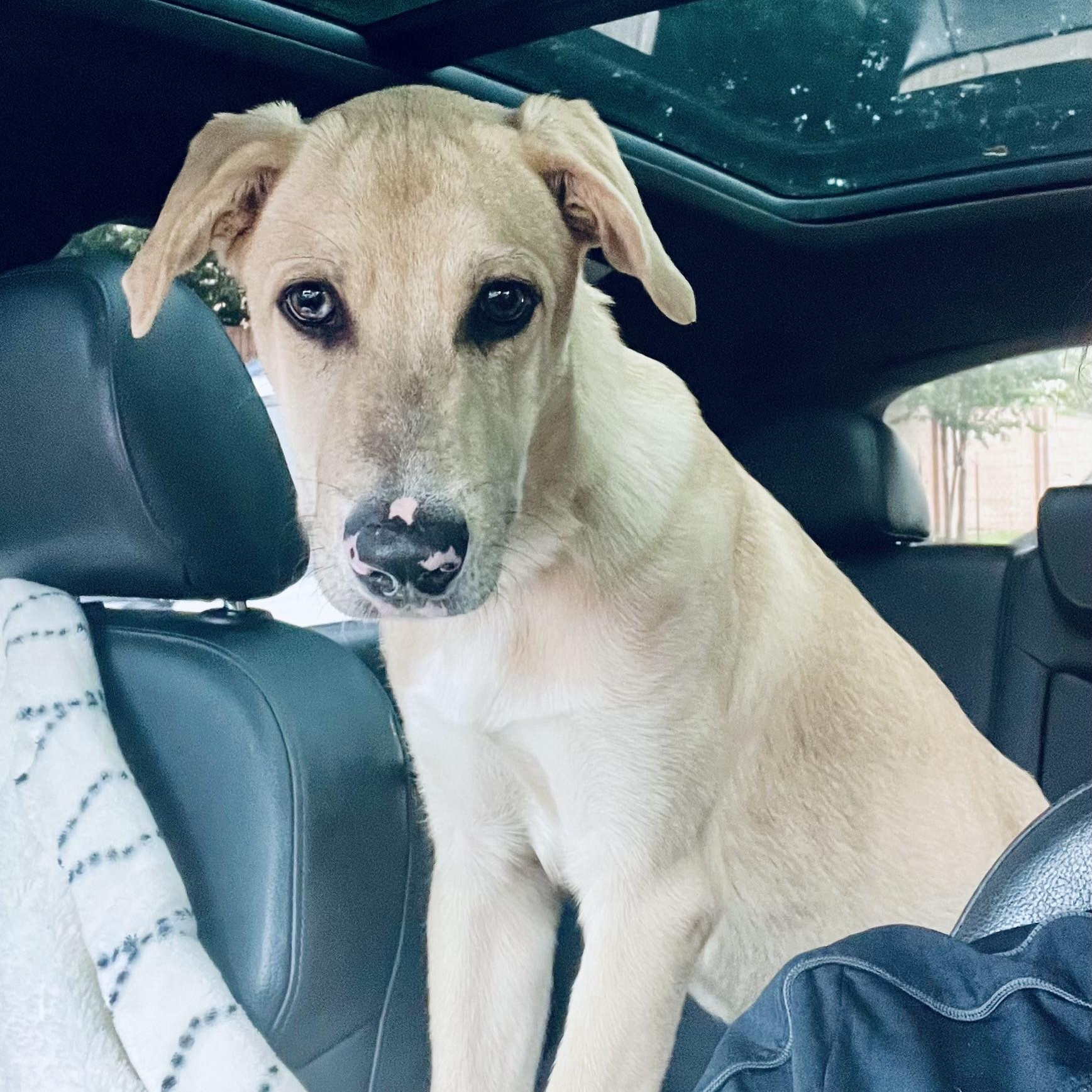 Enlarge Milo! Sweet and docile!, an adopted Labrador Retriever in Milford , NH image 4/5