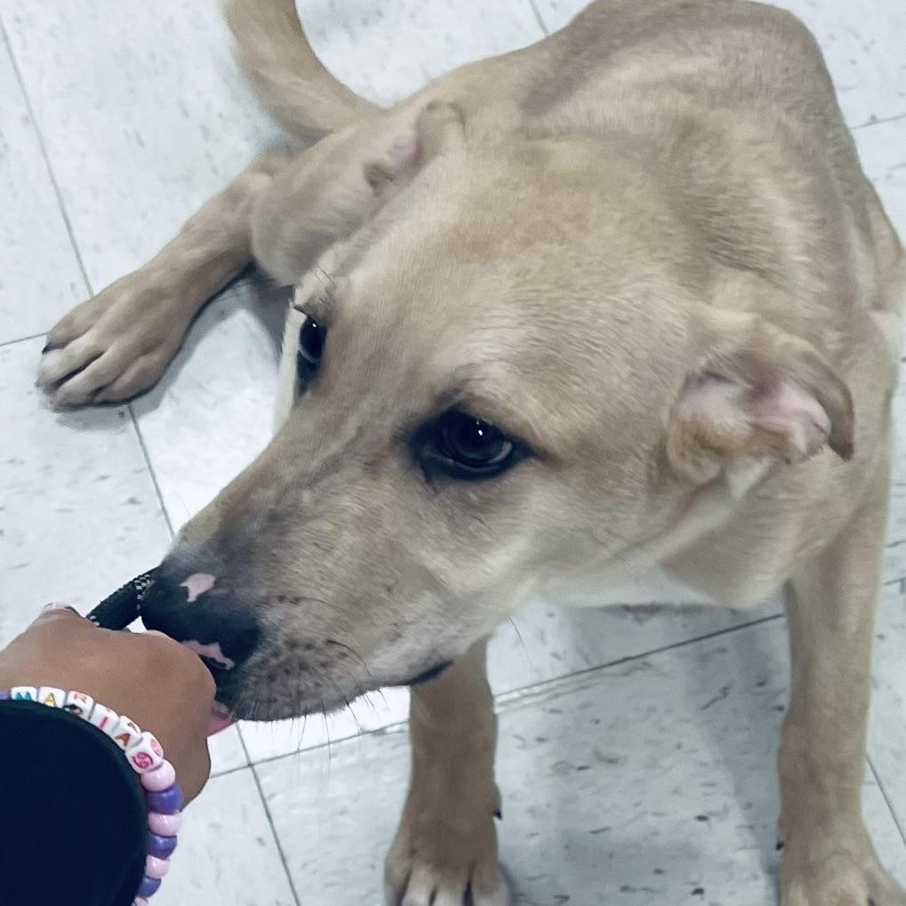 Enlarge Milo! Sweet and docile!, an adopted Labrador Retriever in Milford , NH image 5/5