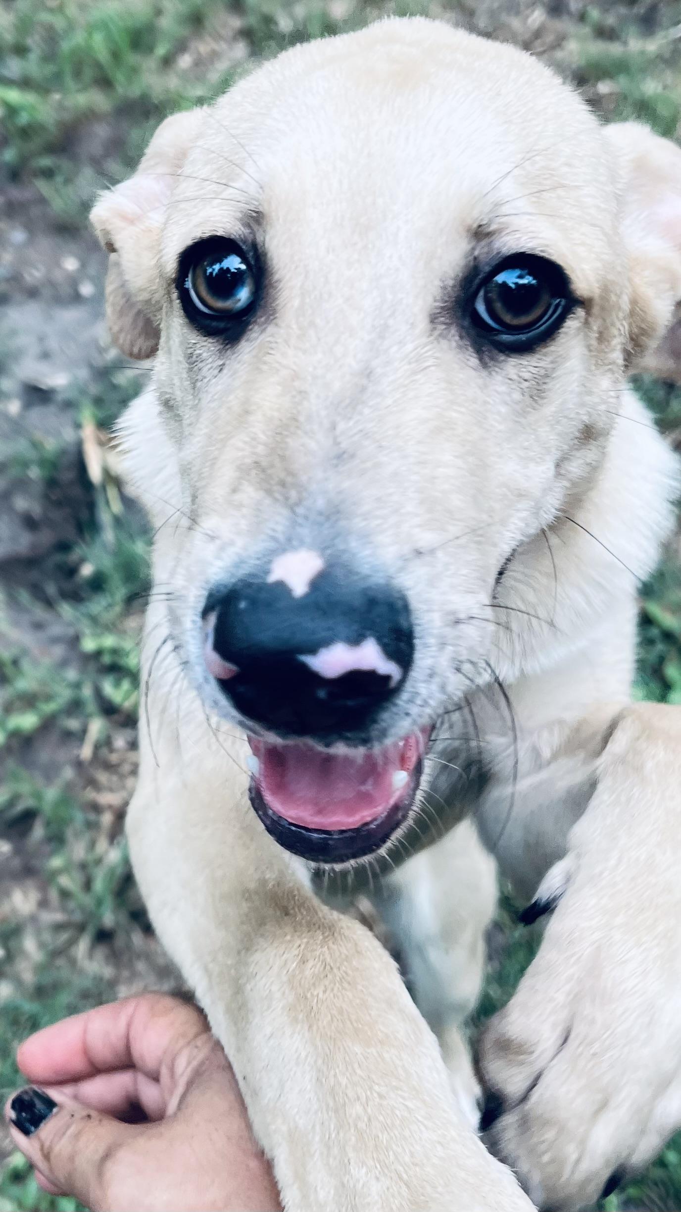 Milo! Sweet and docile!, adopted, Young Male Labrador Retriever.