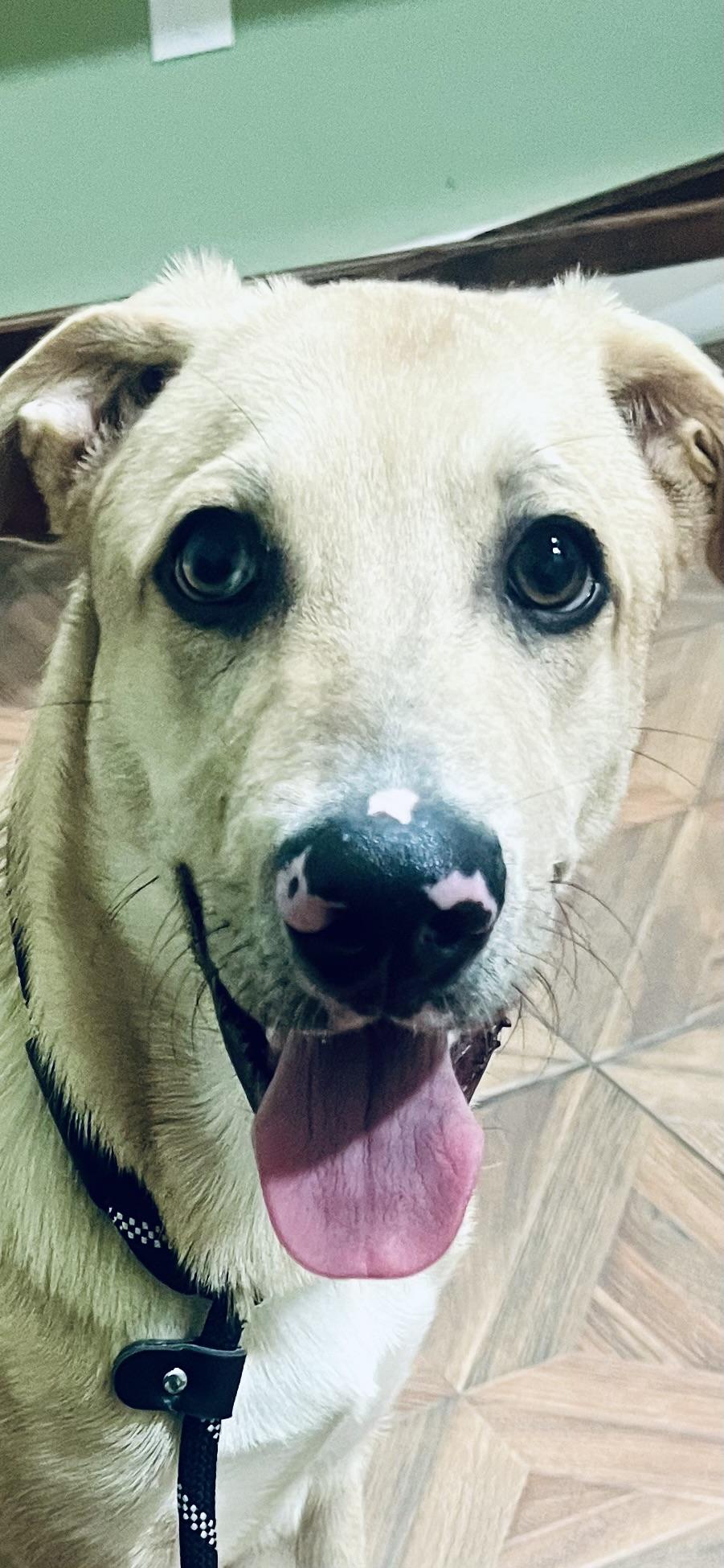 Enlarge Milo! Sweet and docile!, an adopted Labrador Retriever in Milford , NH image 2/5