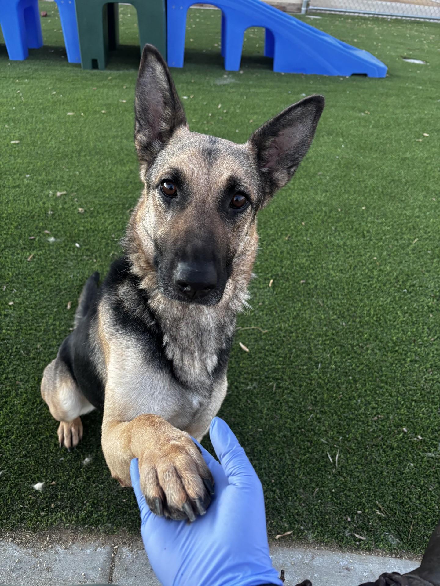 Skittles #0515 (609), ADOPTABLE, Adult Female German Shepherd Dog.