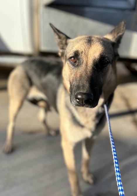 SKITTLES 0515 (609), ADOPTABLE, Adult Female German Shepherd Dog.