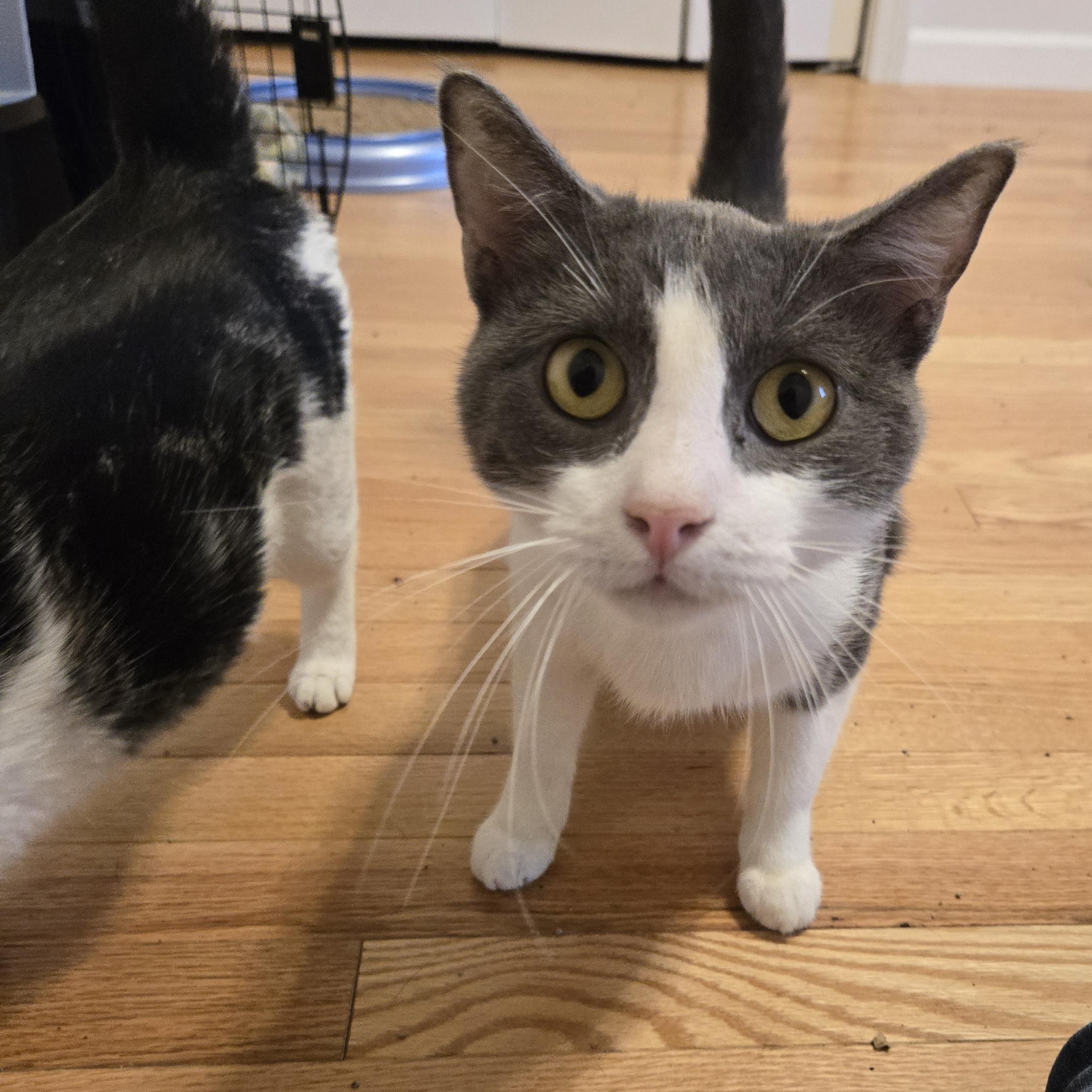 Shadow, a ADOPTABLE Domestic Short Hair in Sedalia, MO image 5/5