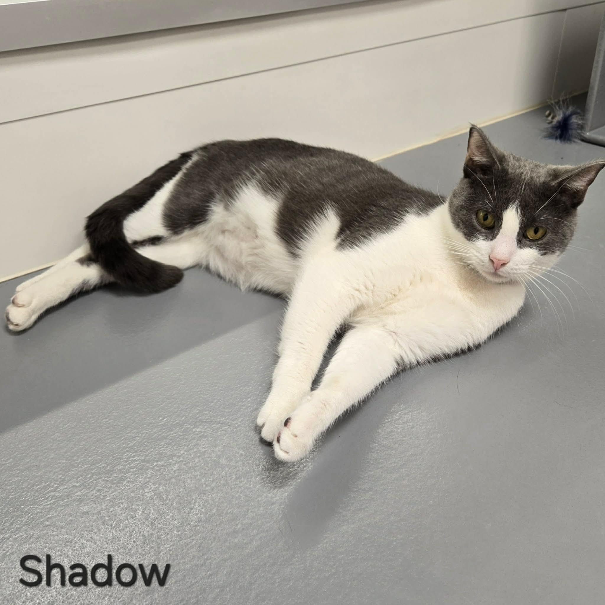 Enlarge Shadow, a ADOPTABLE Domestic Short Hair in Sedalia, MO image 5/5