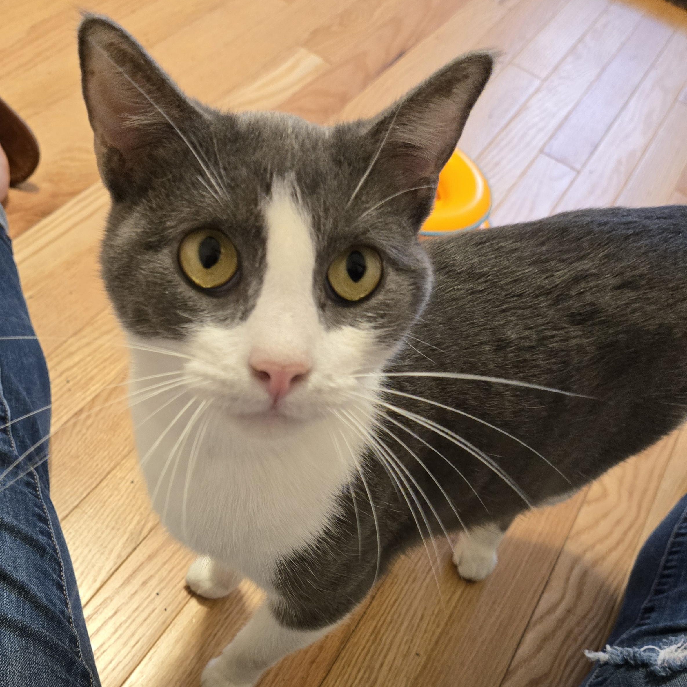 Shadow, ADOPTABLE, Adult Male Domestic Short Hair.