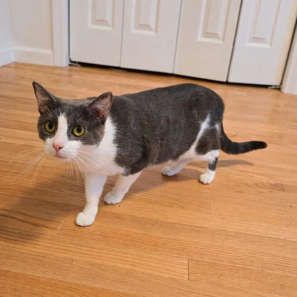 Shadow, a ADOPTABLE Domestic Short Hair in Sedalia, MO image 4/5