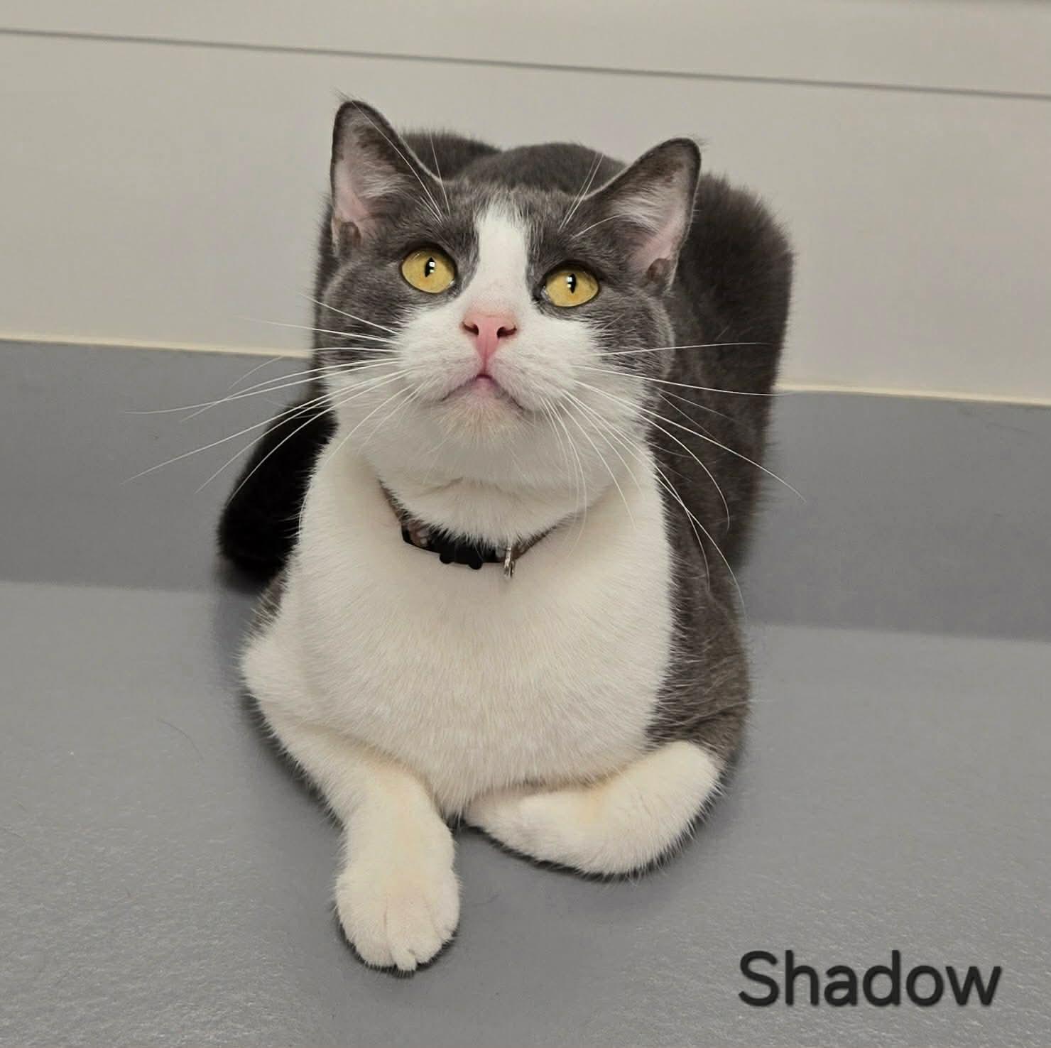 Shadow, ADOPTABLE, Adult Male Domestic Short Hair.