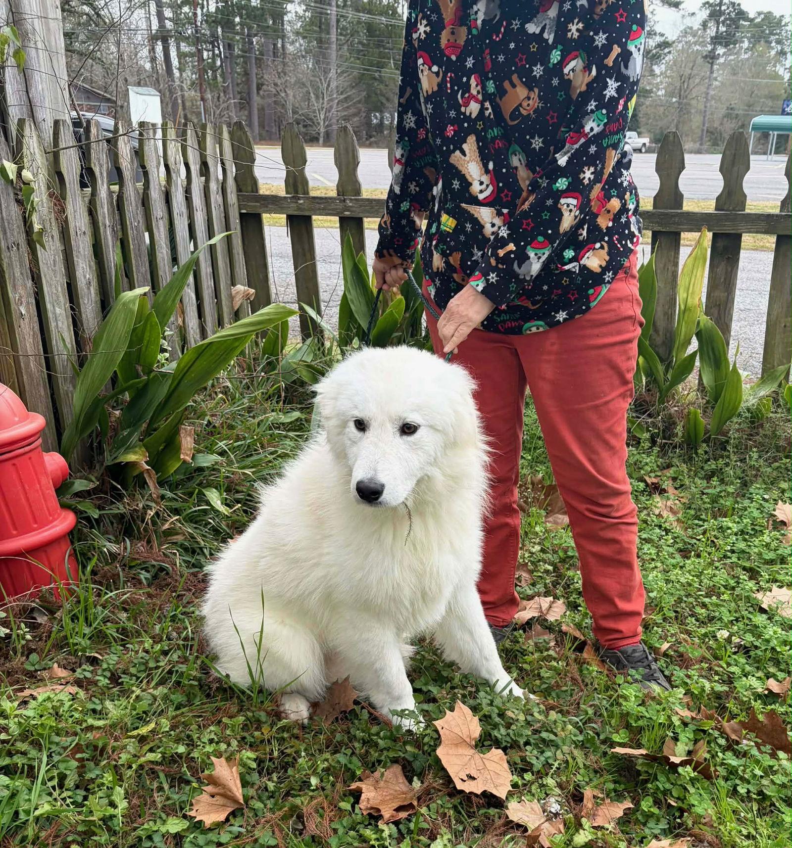 Albus, Adopted, Puppy Male Great Pyrenees.