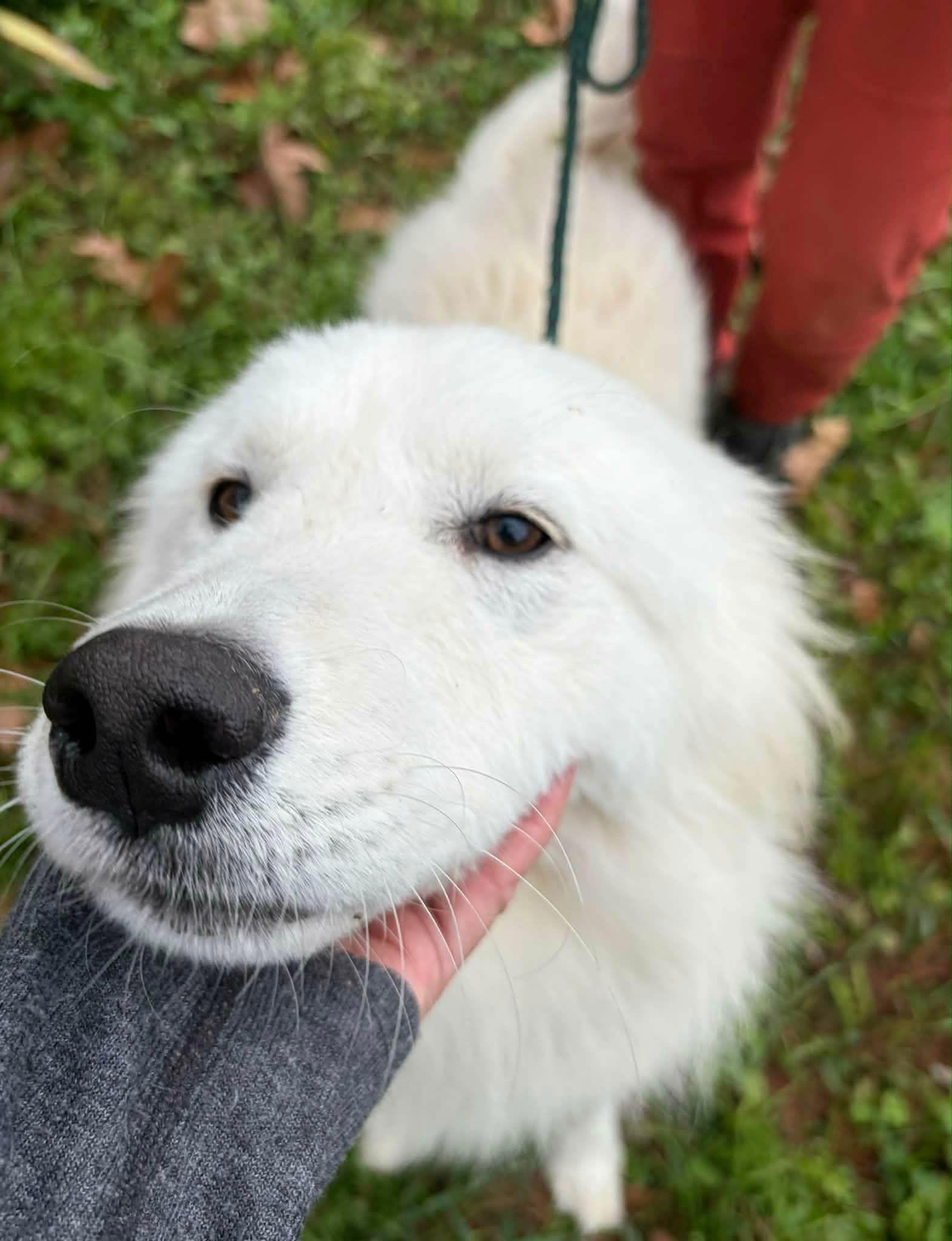 Enlarge Albus, a Adopted Great Pyrenees in Wakefield, RI image 3/3