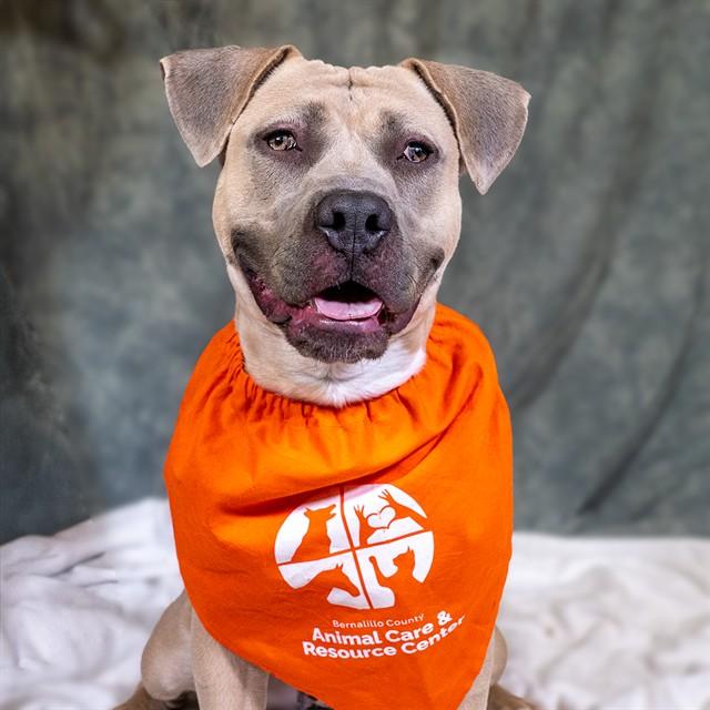 BUGSY, Adoptable, Young Female Pit Bull Terrier & Mixed Breed.