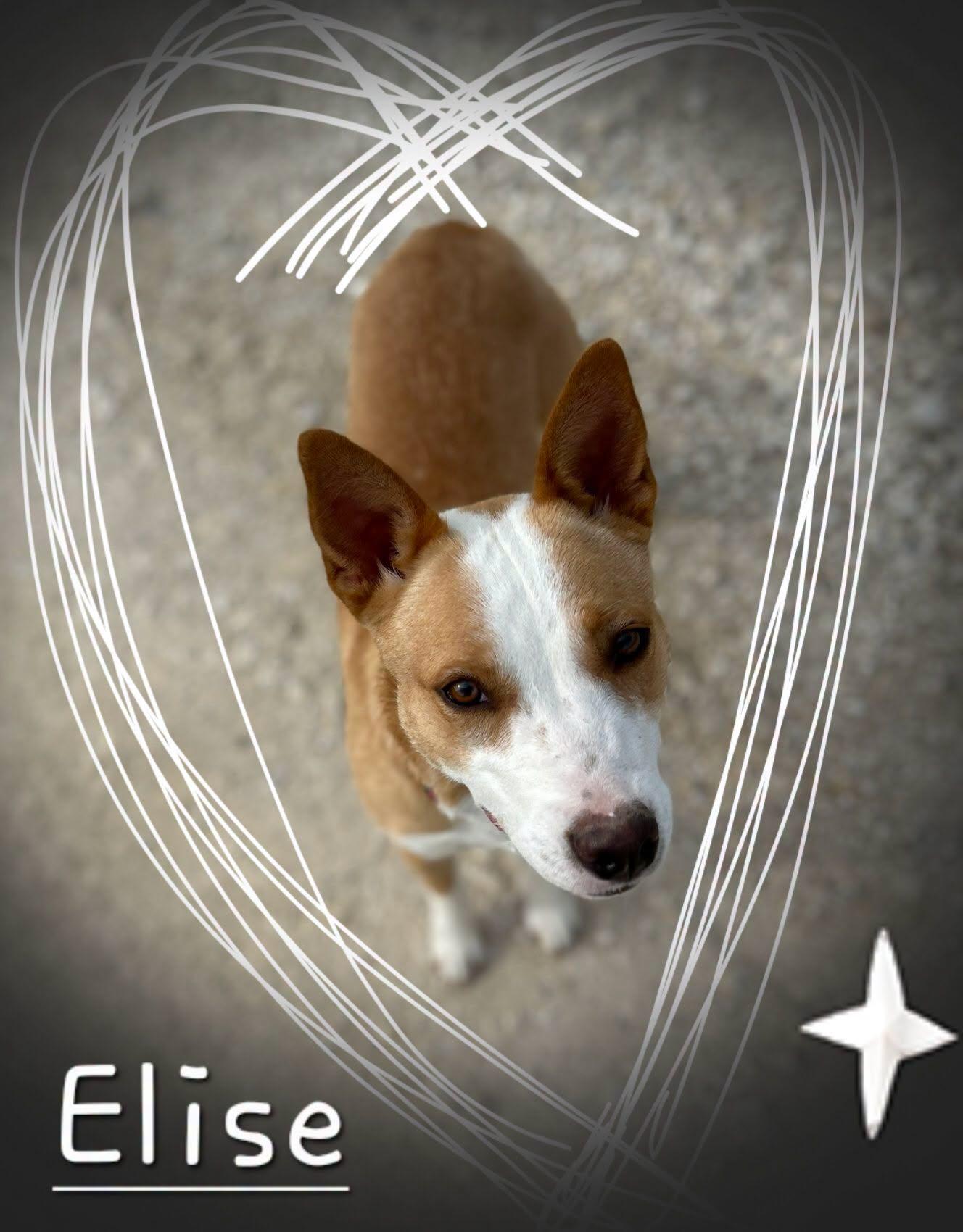 Enlarge Elise, a ADOPTABLE mixed breed in Montague, TX image 1/1